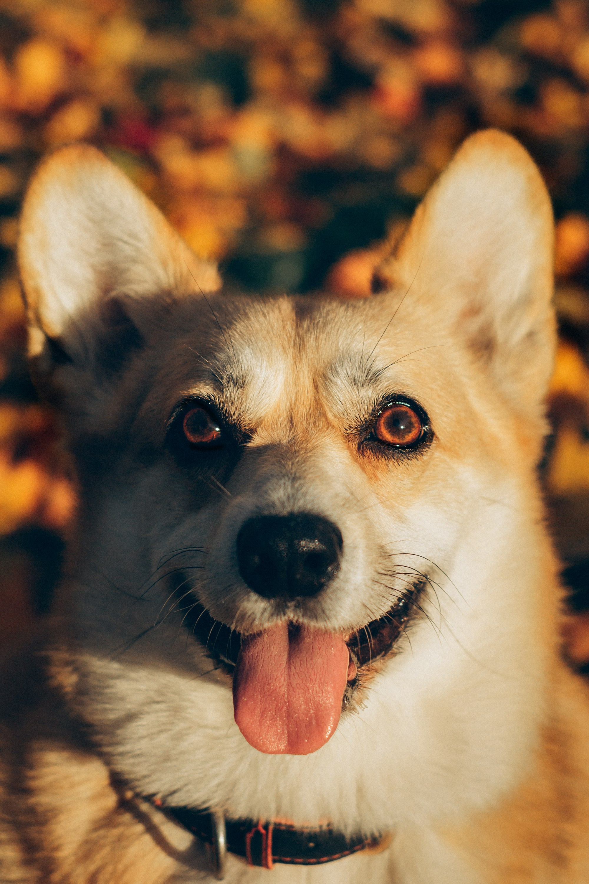 Irina and her Teffy, Pembroke Welsh Corgi. Kat Laisaar — Pet photographer in Tallinn