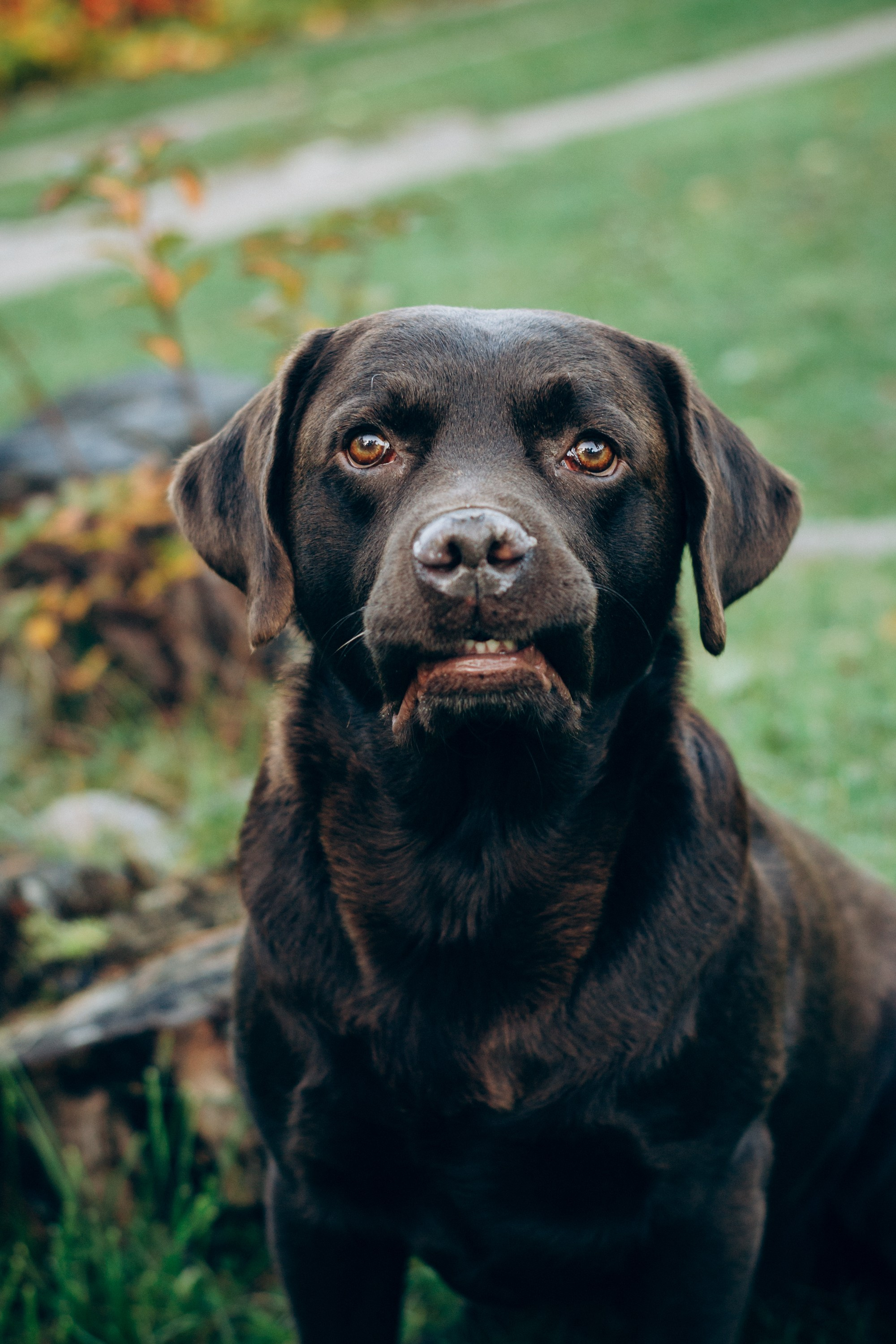 Harvi, chocolate Labrador Retriever. Kat Laisaar — Pet photographer in Tallinn