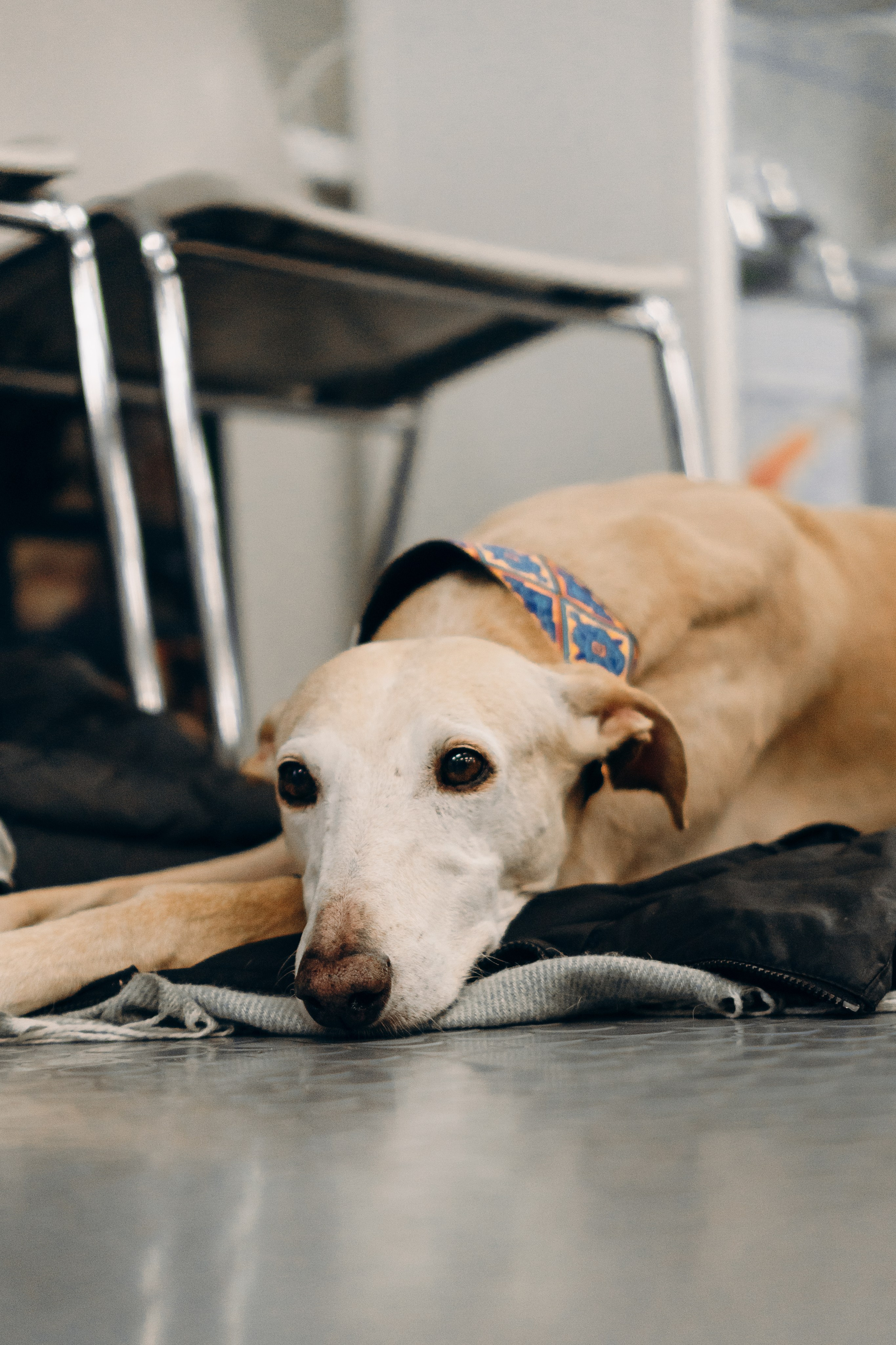 GalgoTreff / PetCity Rannamõisa, 13 apr. 2025. Kat Laisaar — Pet photographer in Tallinn