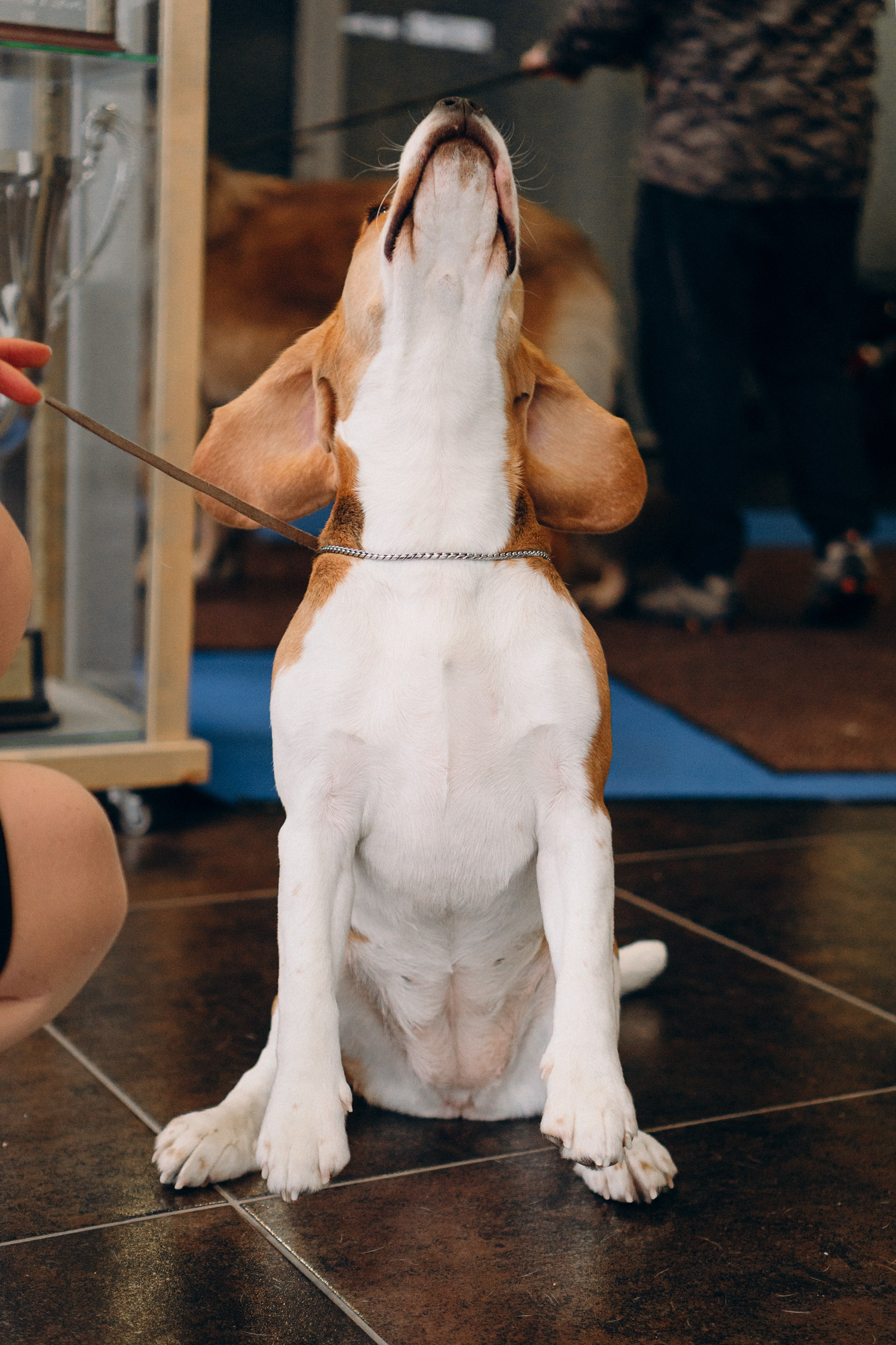 Luure & Cascada. Kat Laisaar — Pet photographer in Tallinn