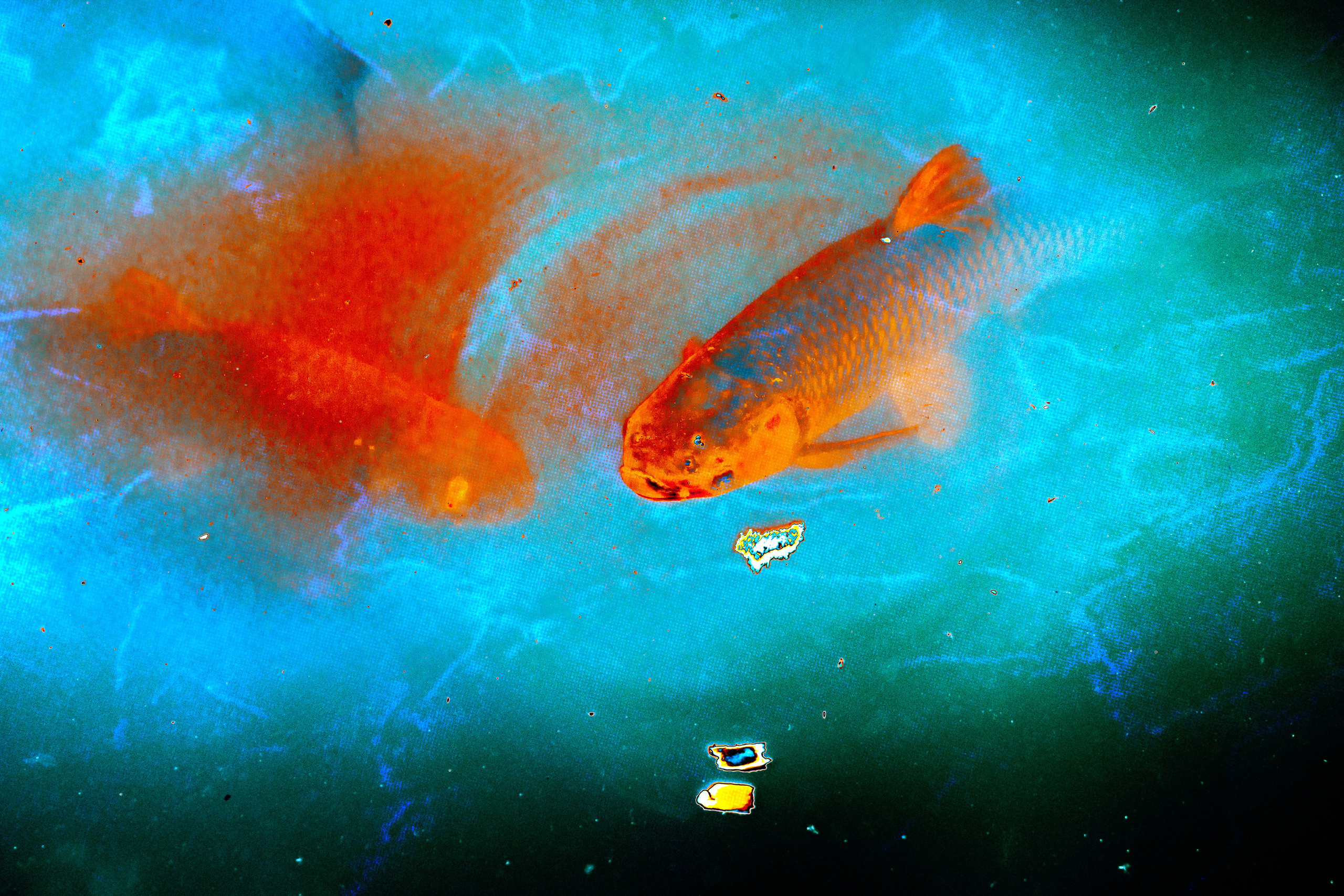 ART. Alexandru Raileanu