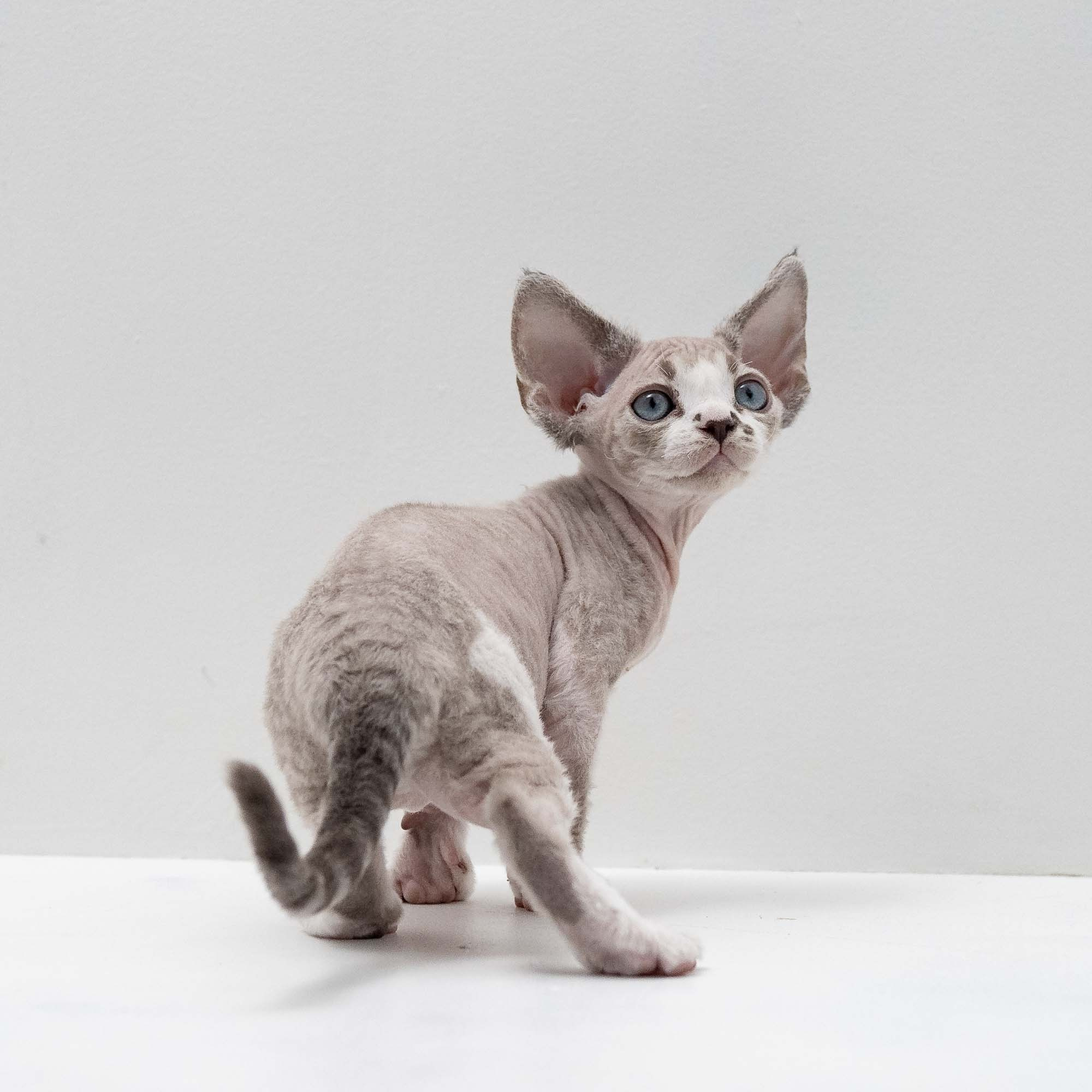 Frank, boy, born on 01.01.25. Devon Rex Pixie Cattery
