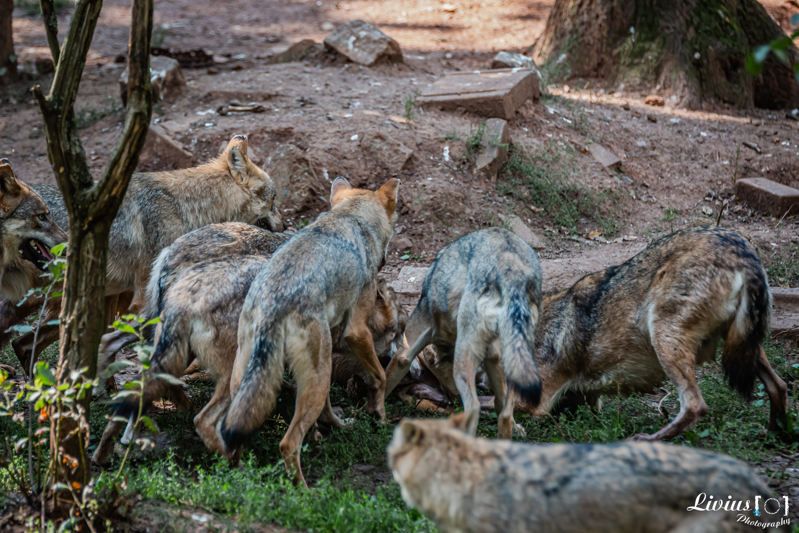 Wildpark Tambach. FOTO KREATIV