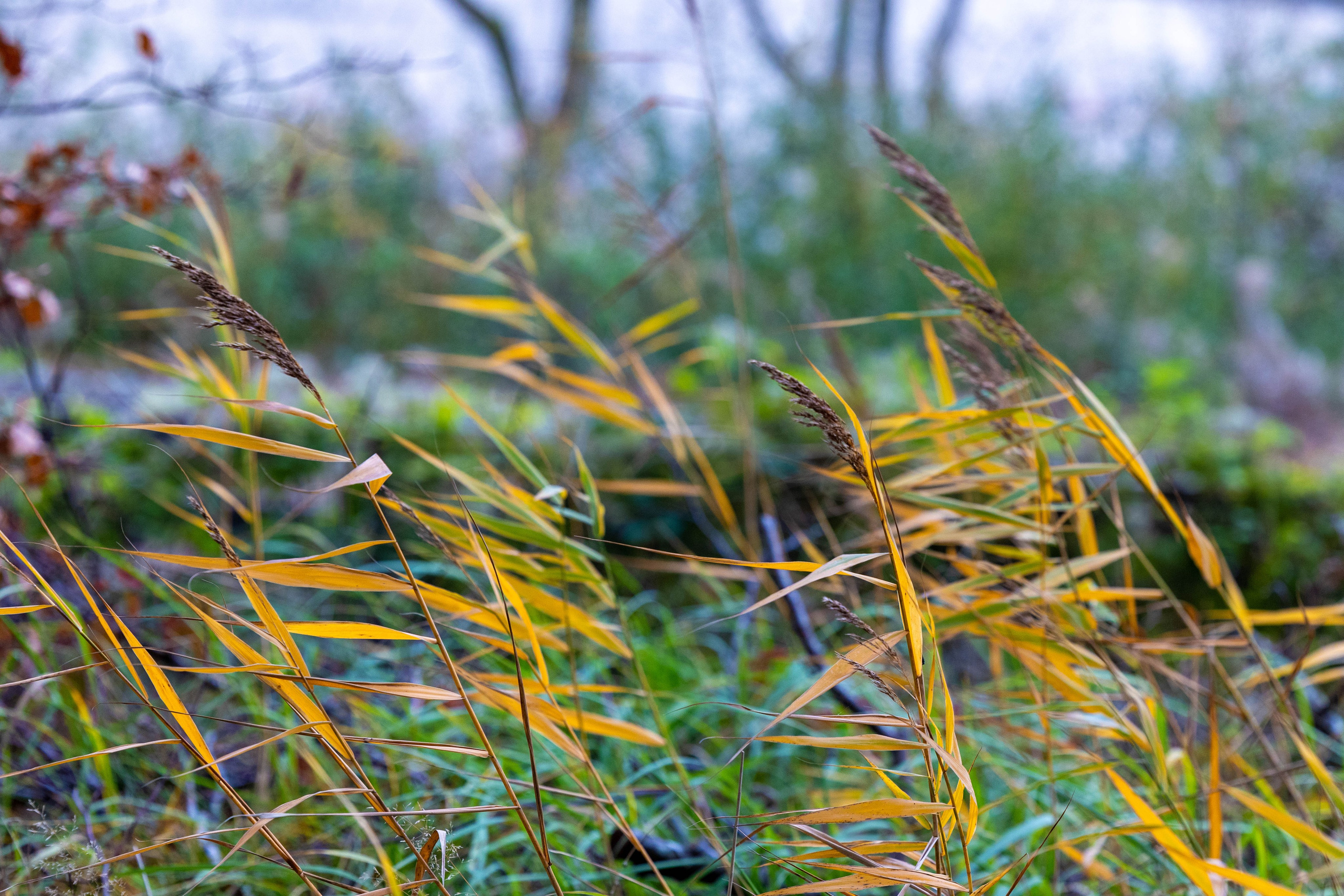 Efterår. Fotograf Aarhus | Portrætfoto Århus | Flotte billeder