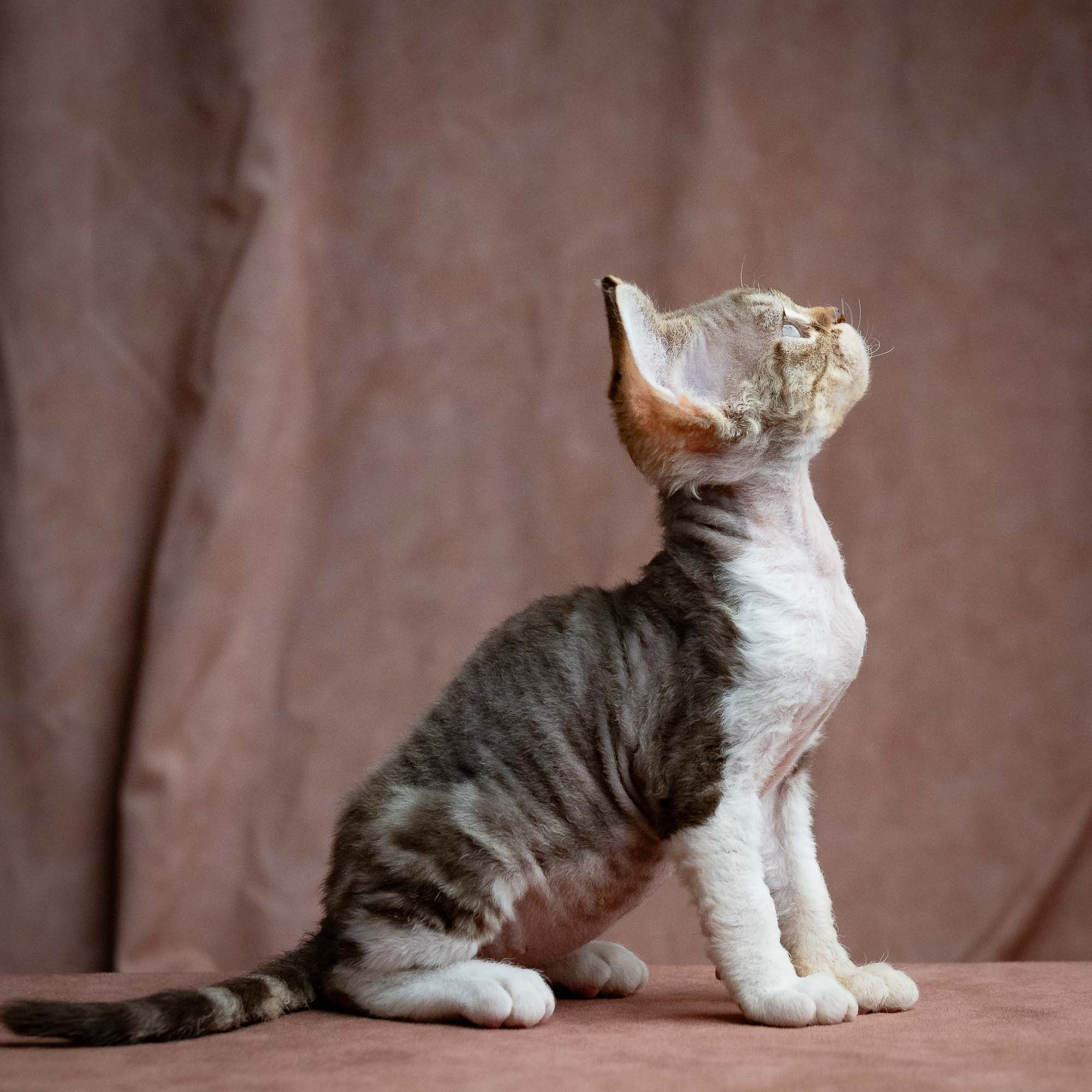 Simon, boy, born 05.15.26. Devon Rex Pixie Cattery