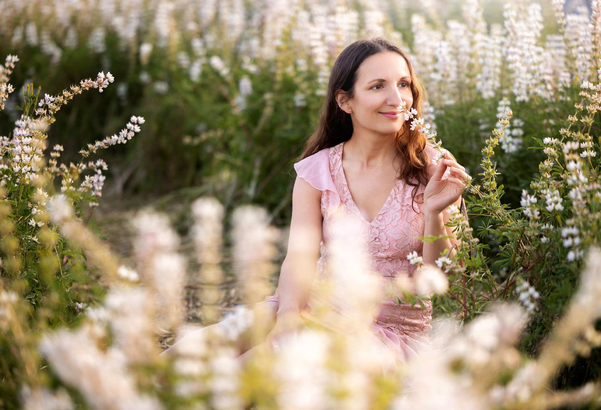 Lupines Story. Photographer is San Jose, Iryna Novosyolova