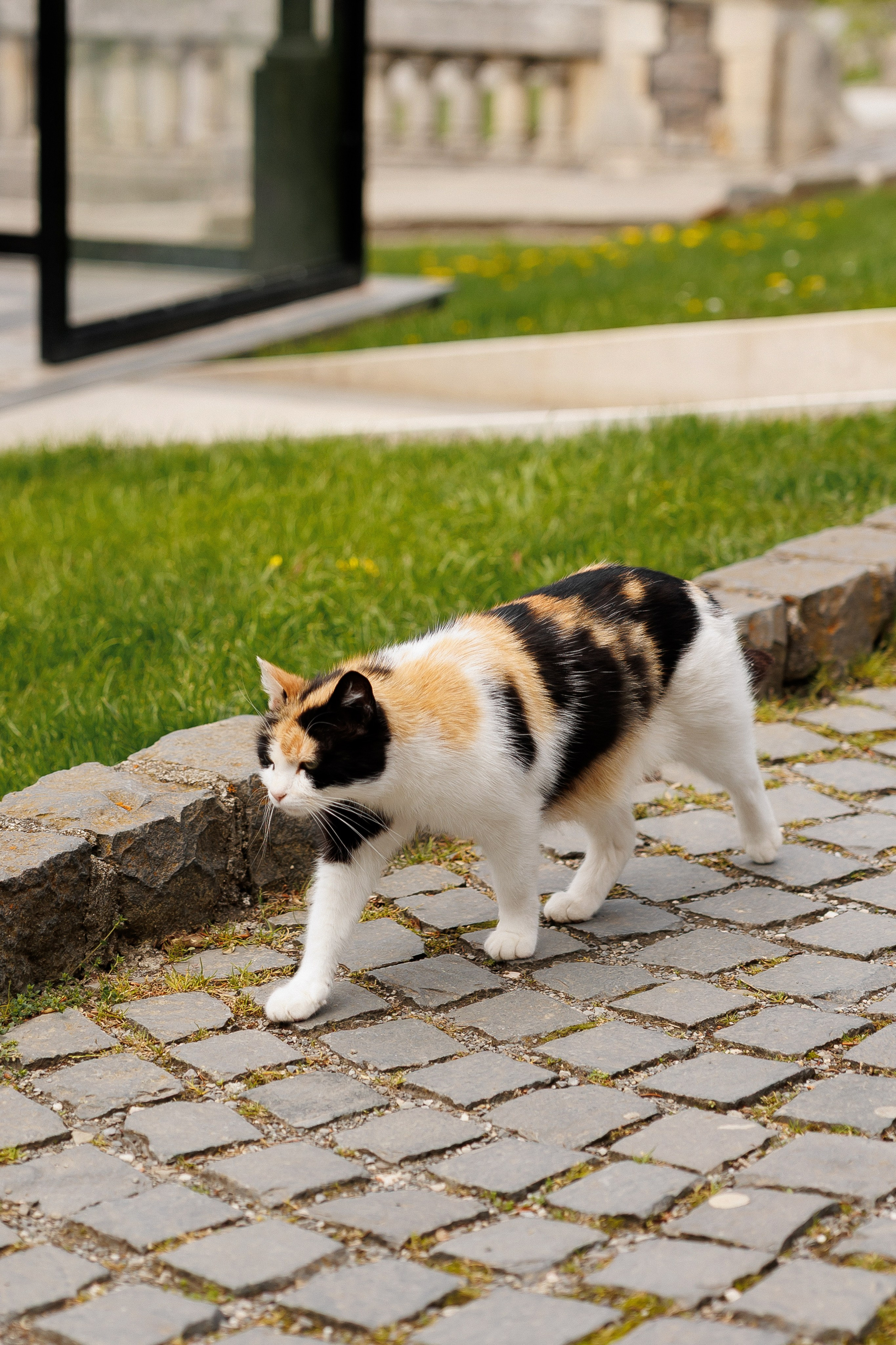 Florin & Corina — Complexul Turistic Costesti — Wedding Day. Servicii Foto și Video 067188353