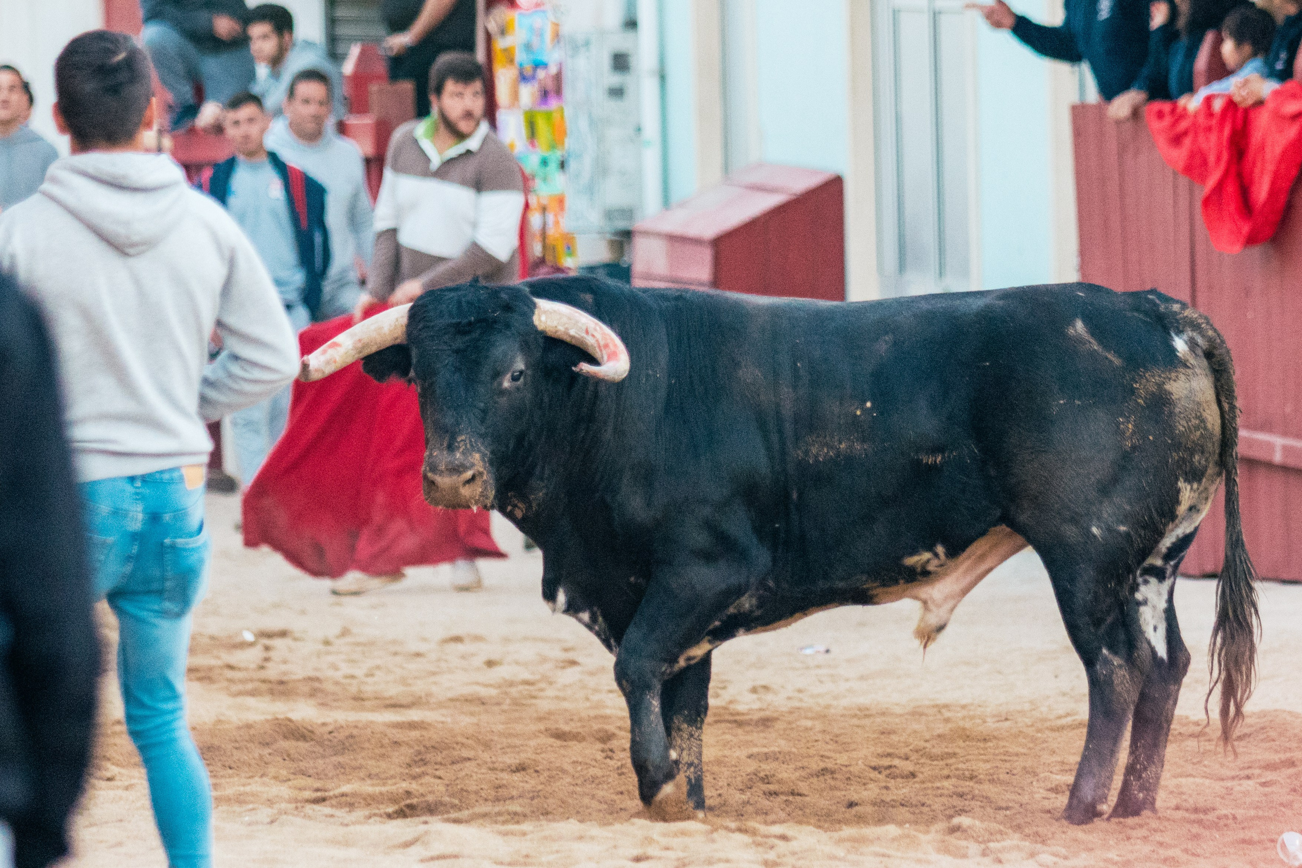 FEIRA DE MAIO AZAMBUJA 2024