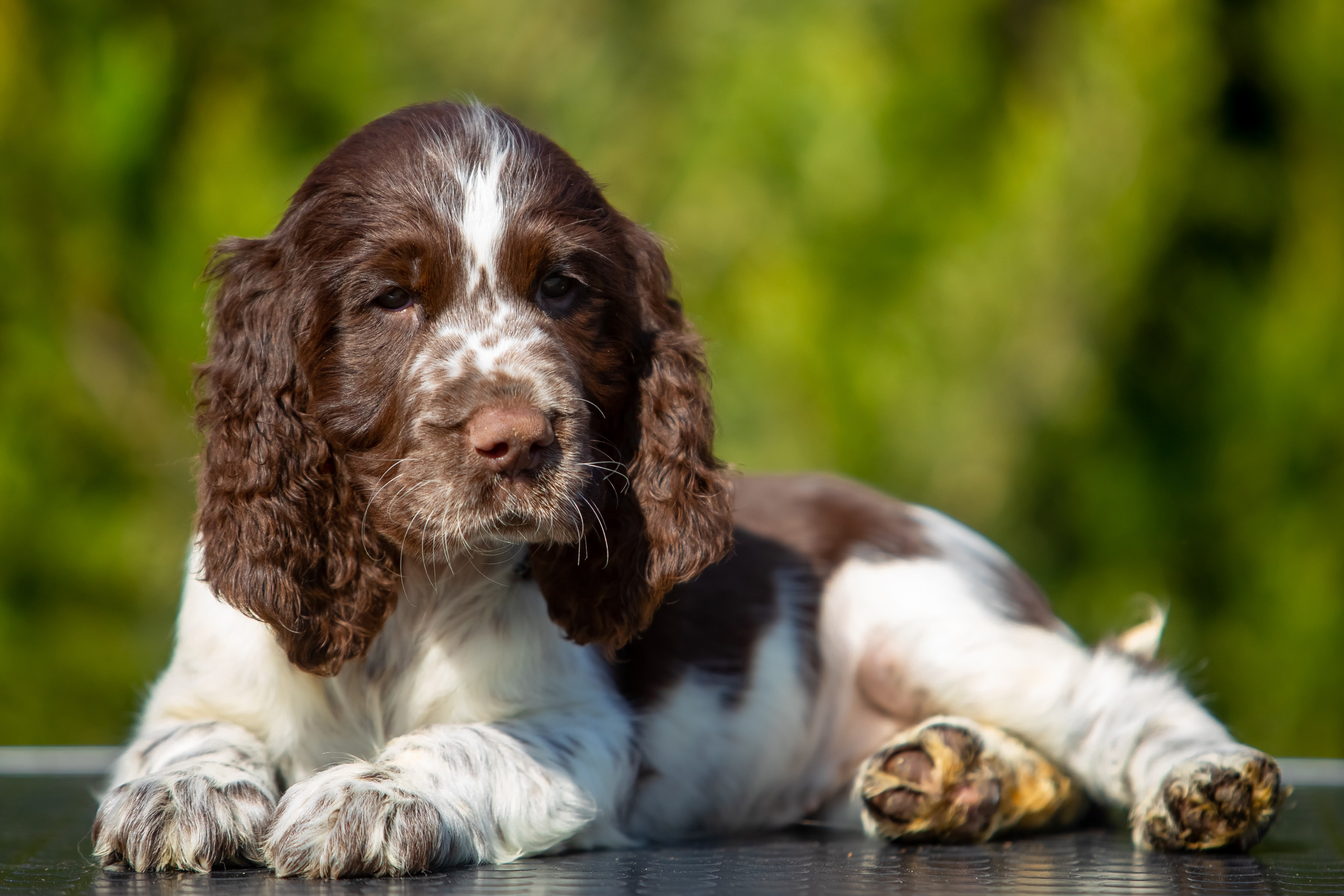 Female — Pink collar 💗. Website of the titled stud dog of the Springer Spaniel breed