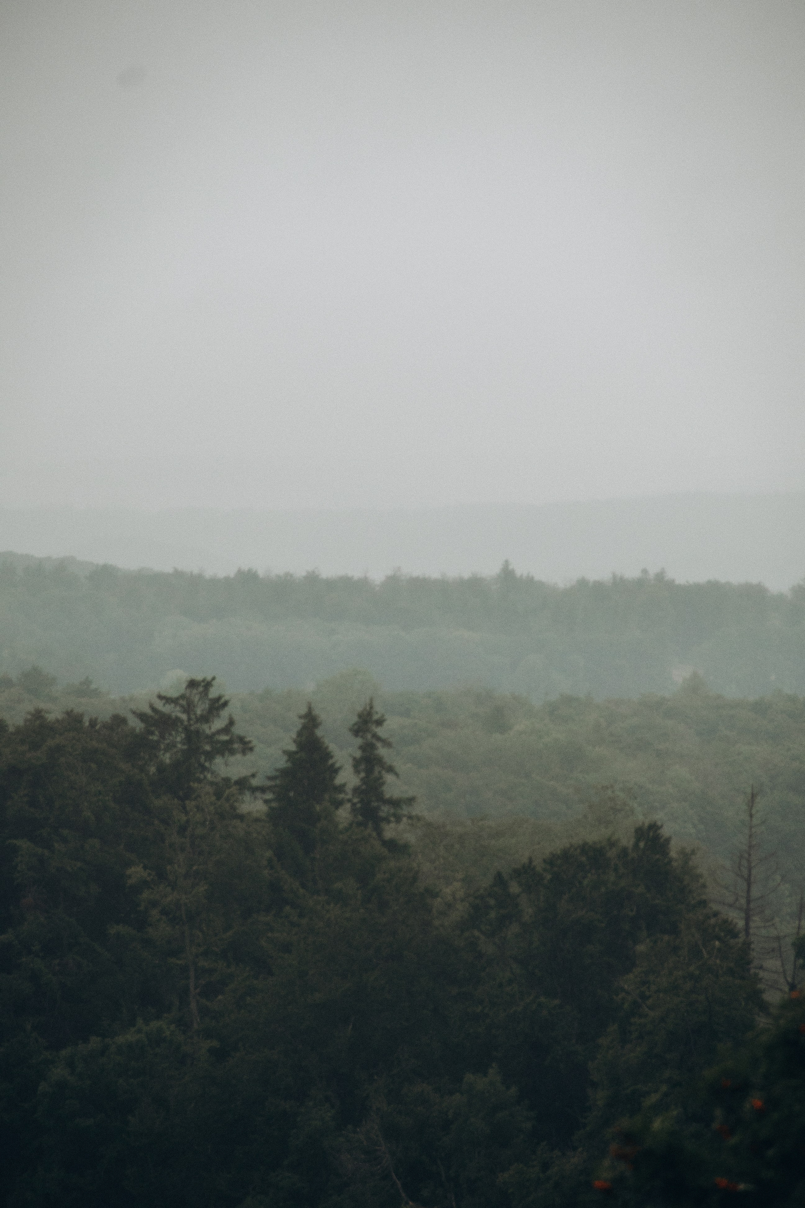Waldbaden. Achtsame Fotografin| Margarita Mayer
