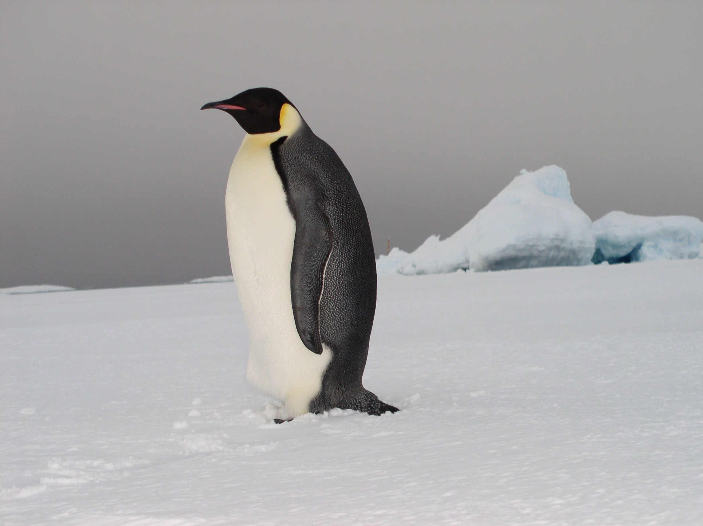 ANTARCTICA. Reportage concert portrait photography in the San Francisco Bay Area
