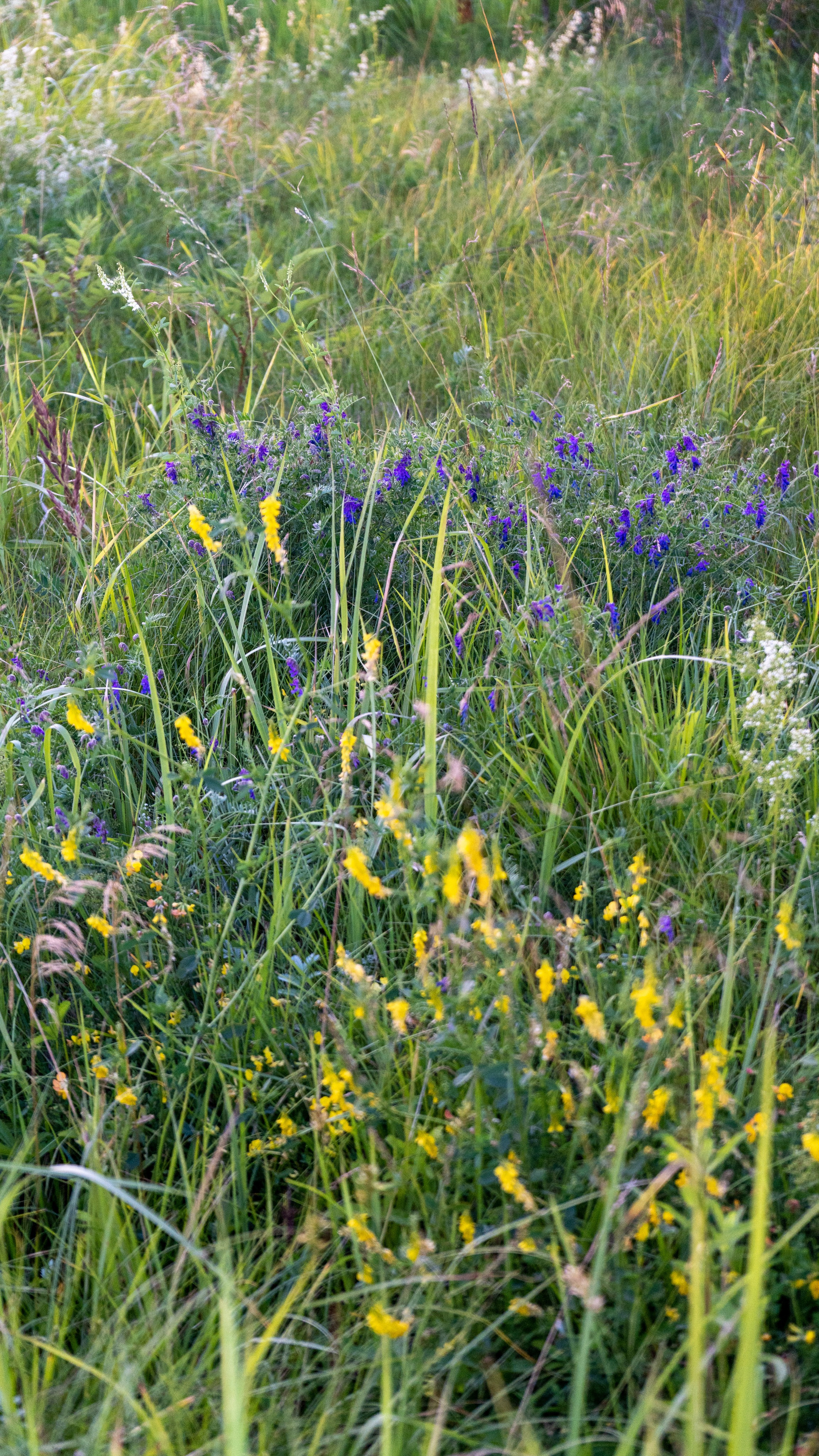 Whispers of Estonia. Photography | Videography | Marketing