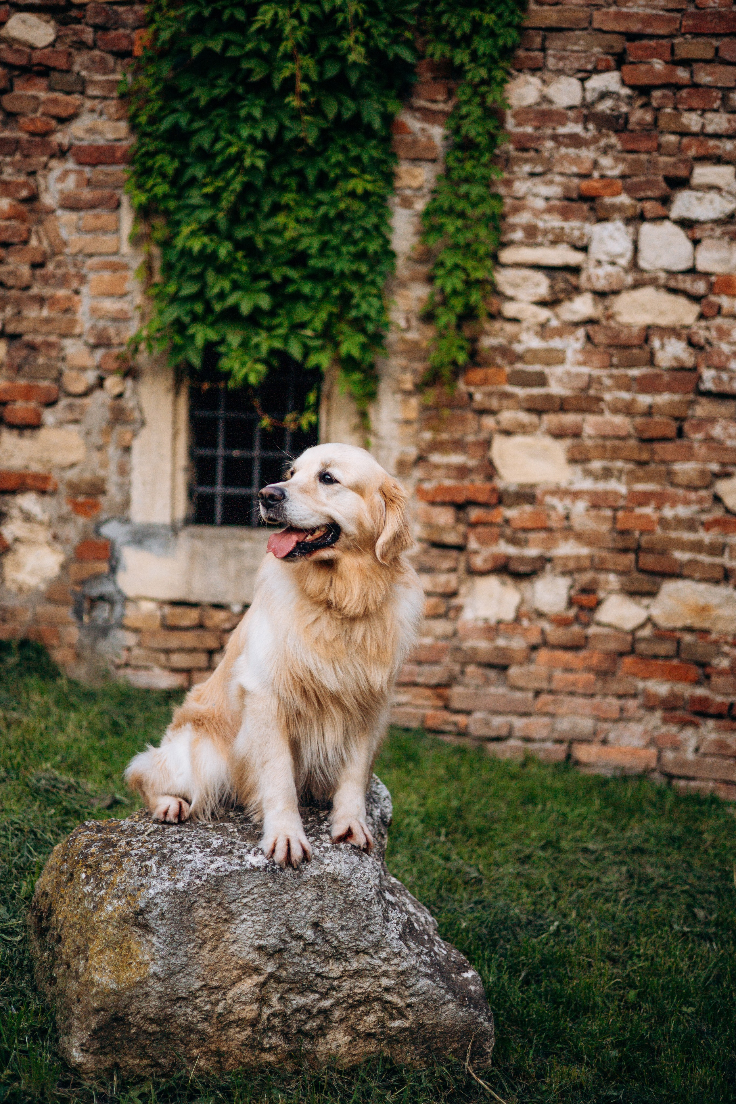 Глеб и Инди. Фотограф-анималист | Белград