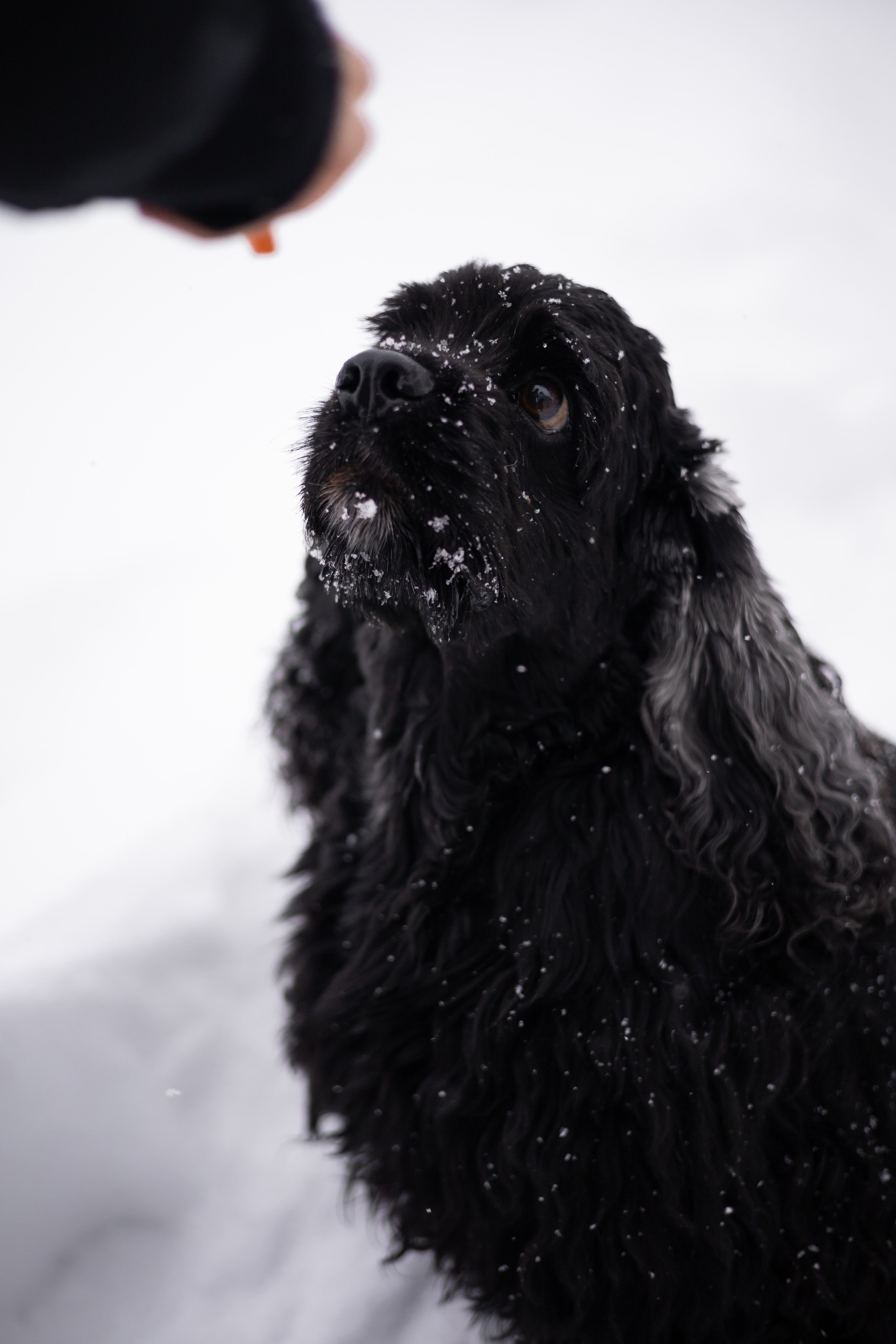 Кейт и Ен. Фотограф-анималист | Белград