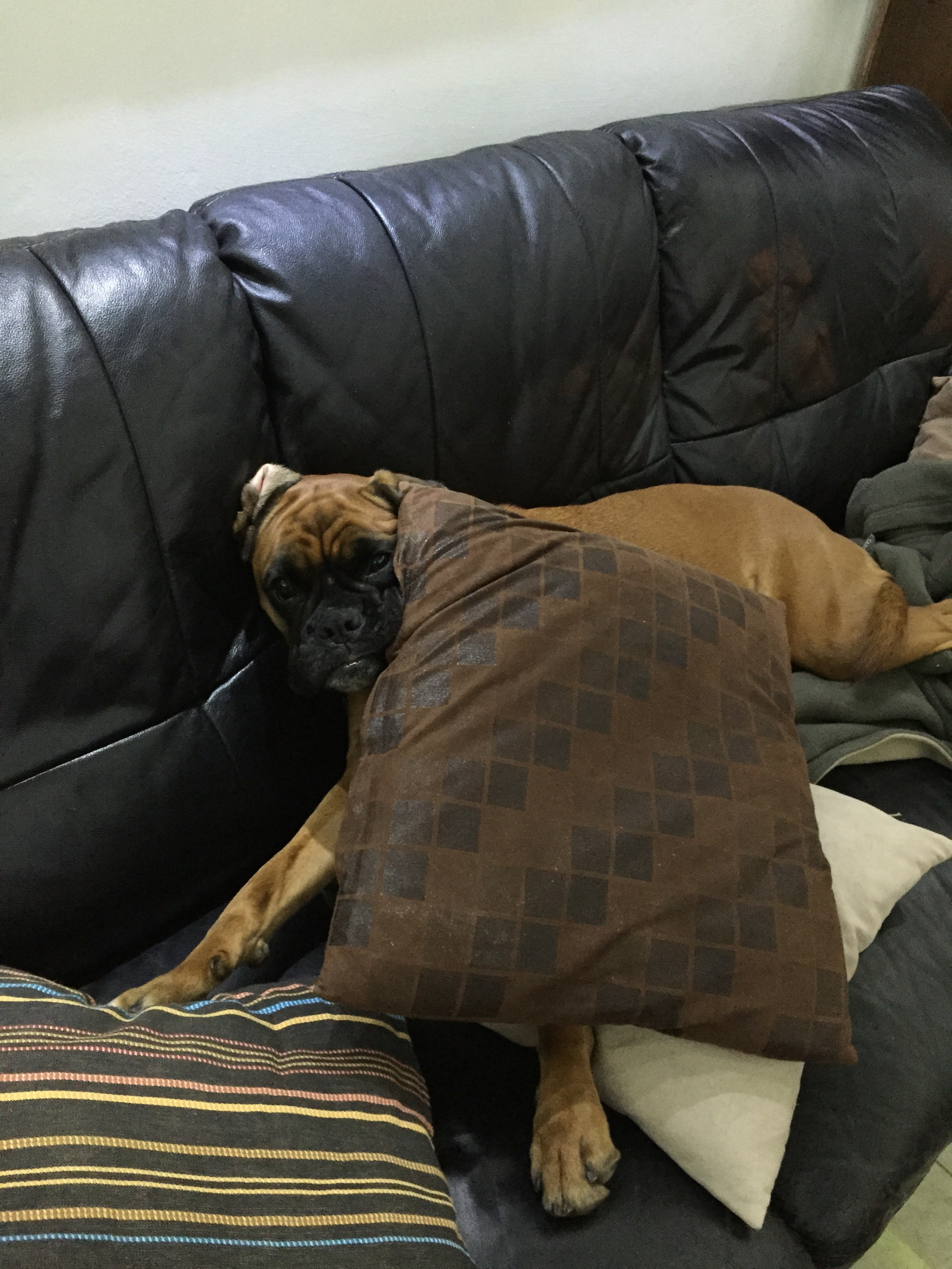 My ״Star״ Boxer Dog