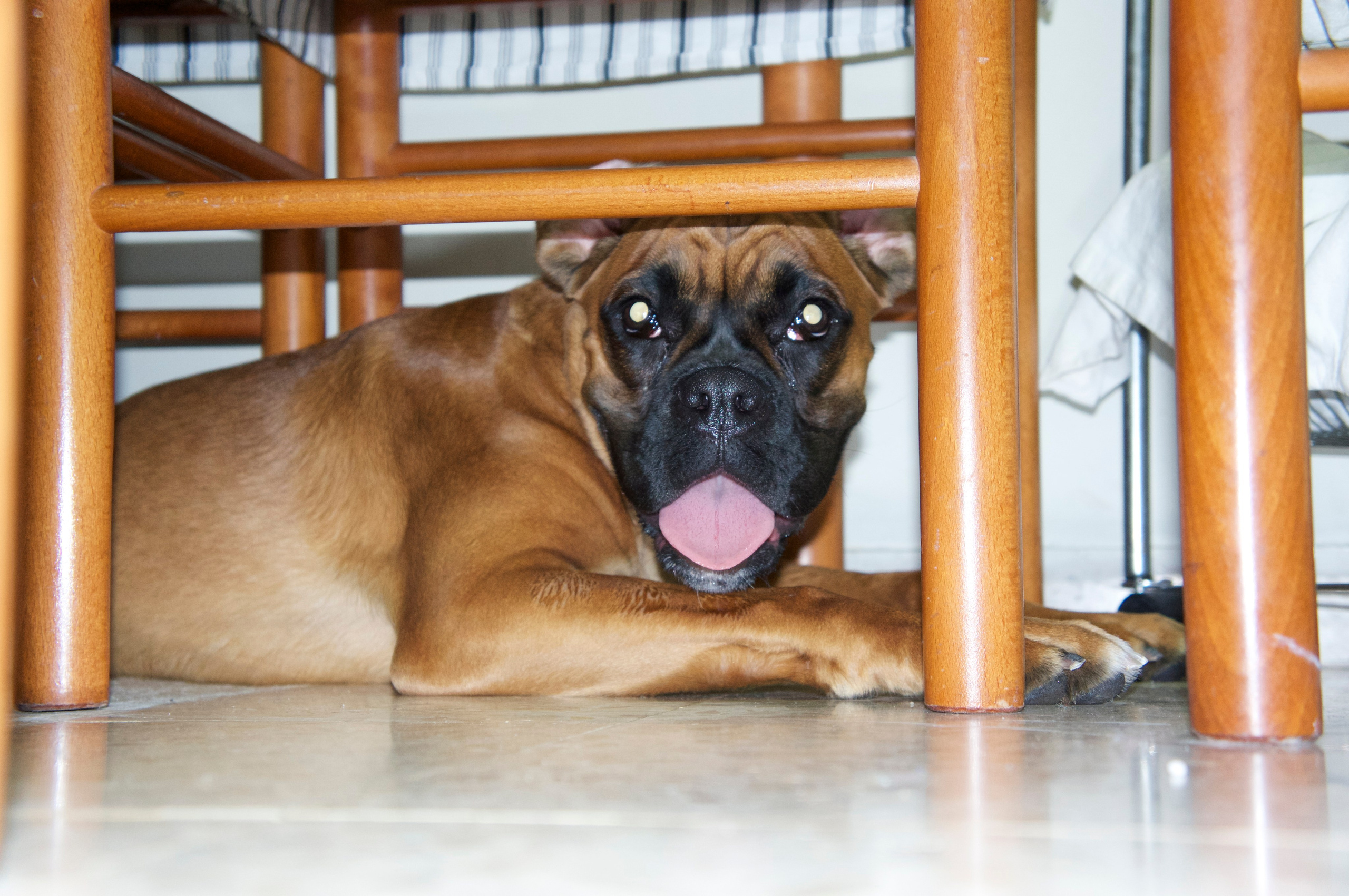 My ״Star״ Boxer Dog