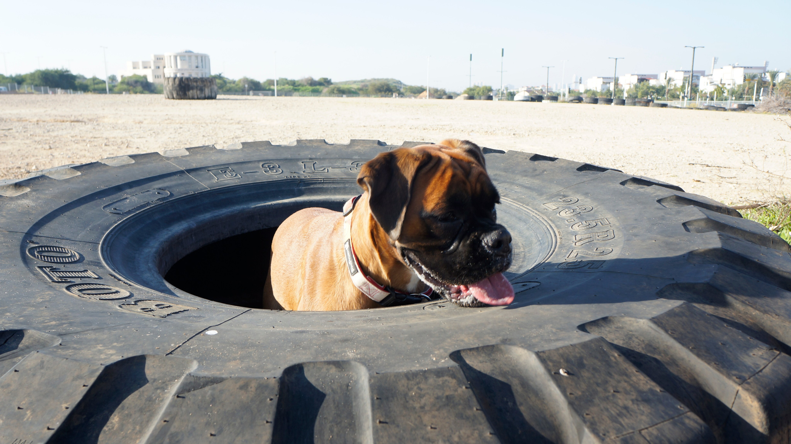 My ״Star״ Boxer Dog