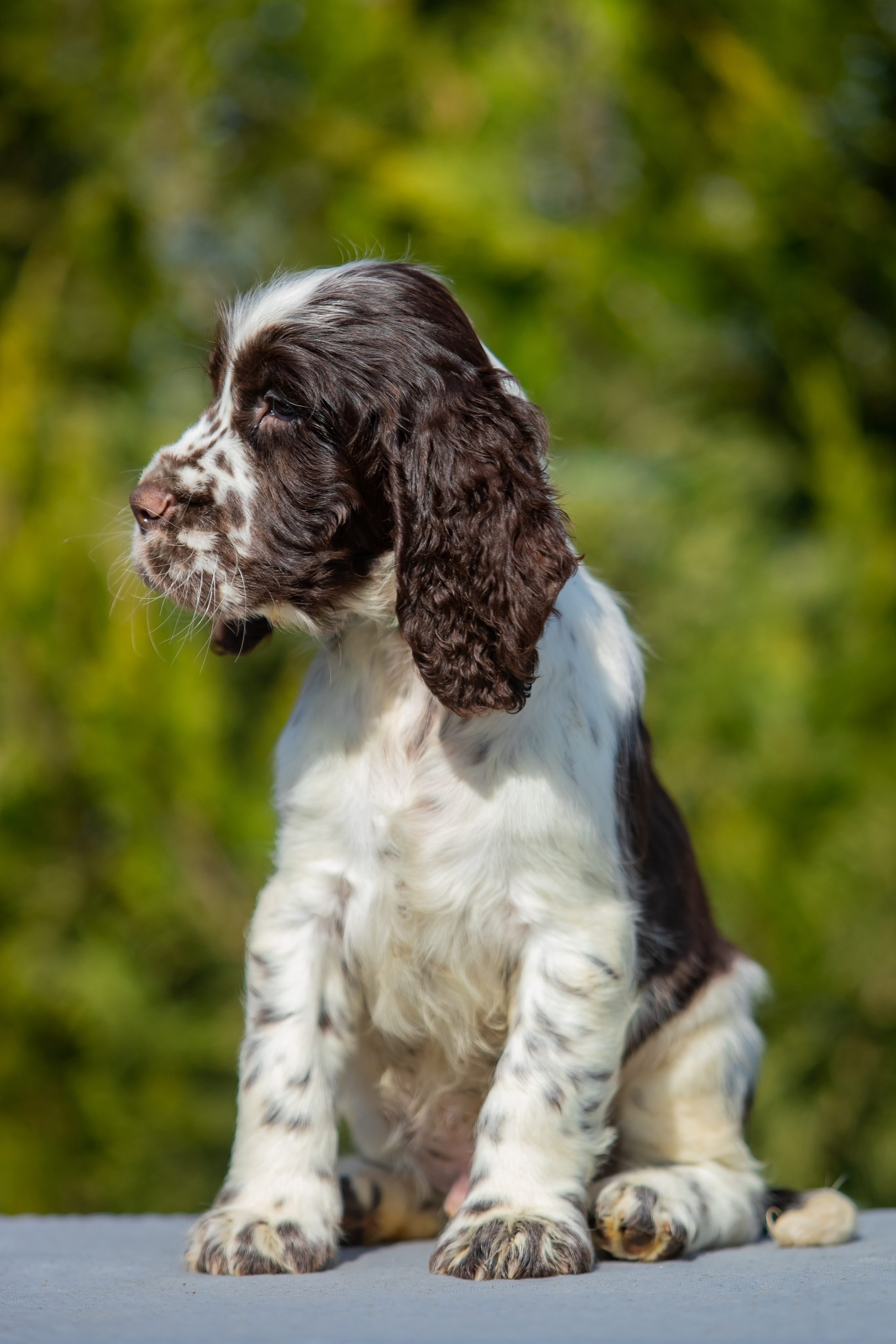 Male — Green collar 💚. Website of the titled stud dog of the Springer Spaniel breed