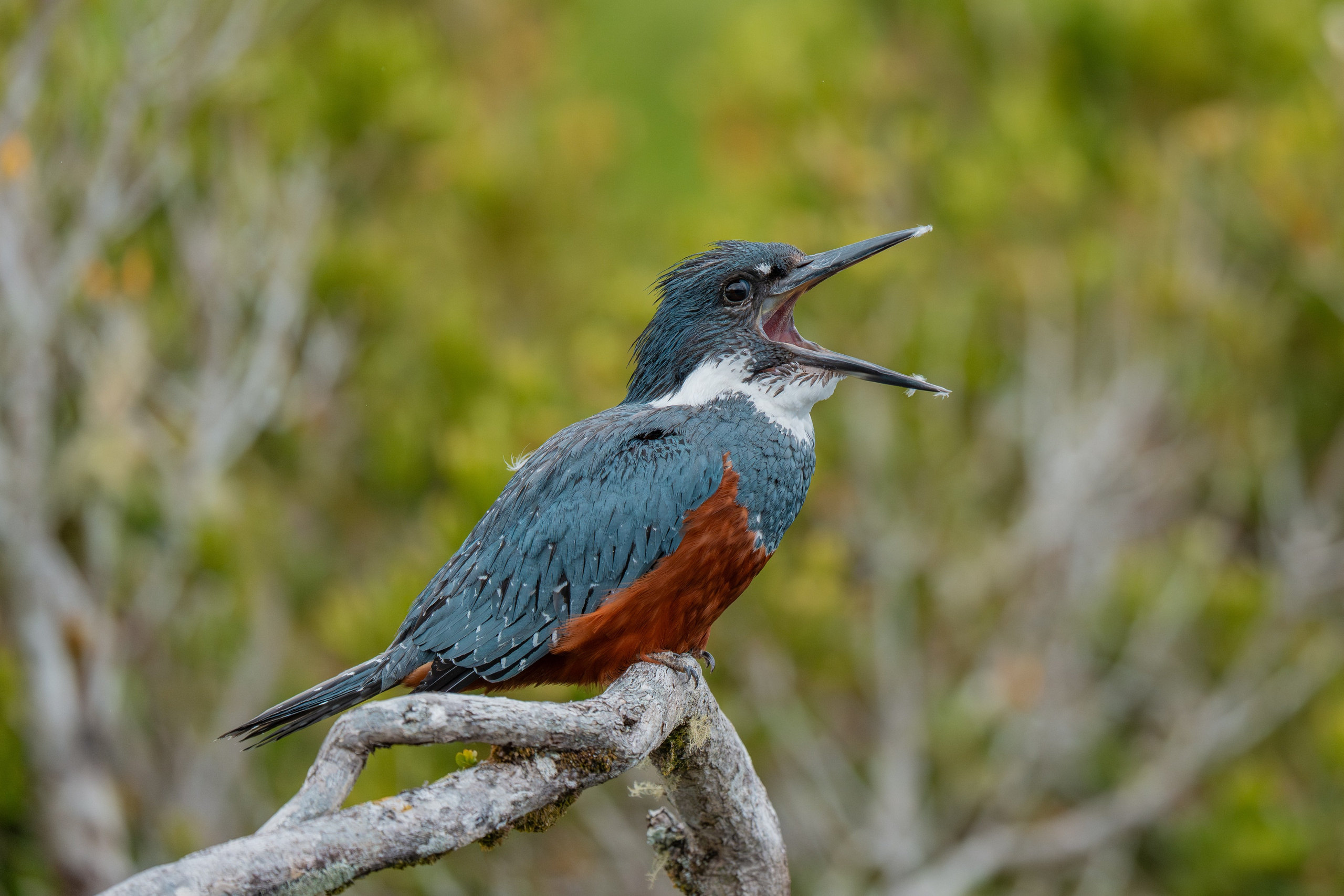 Martín Pescador. Nature photographer Yuri Soria-Galvarro