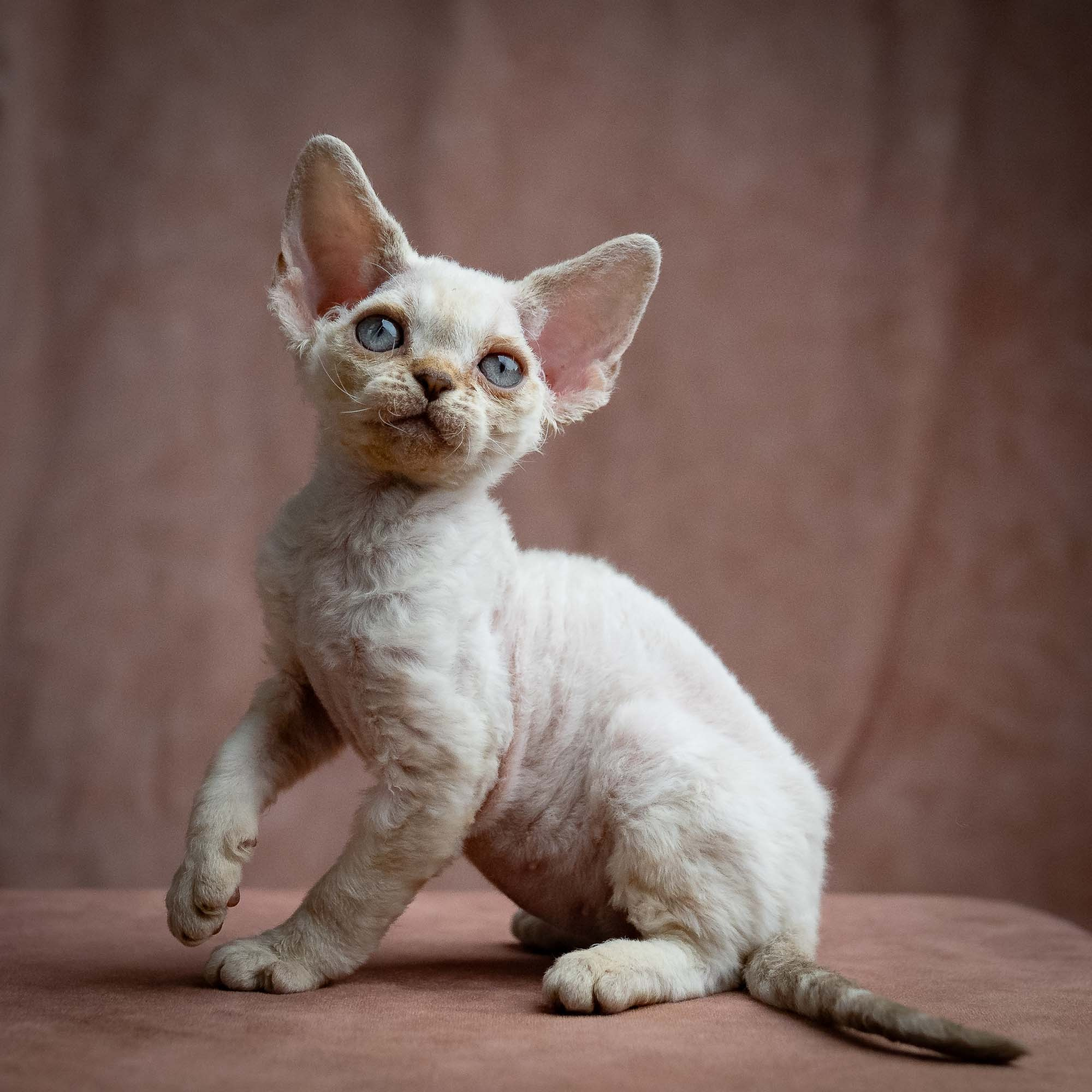 Selena, girl, born 05.08.26. Devon Rex Pixie Cattery