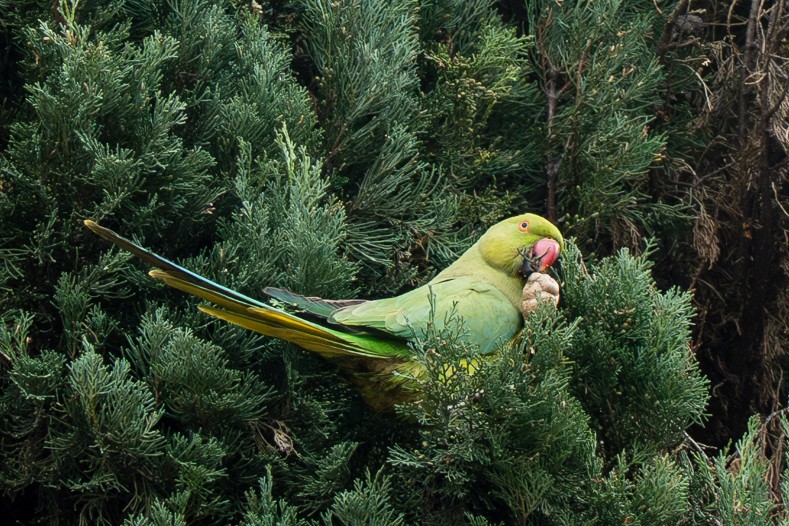 Roma 2025. Fotografiideplacere.net