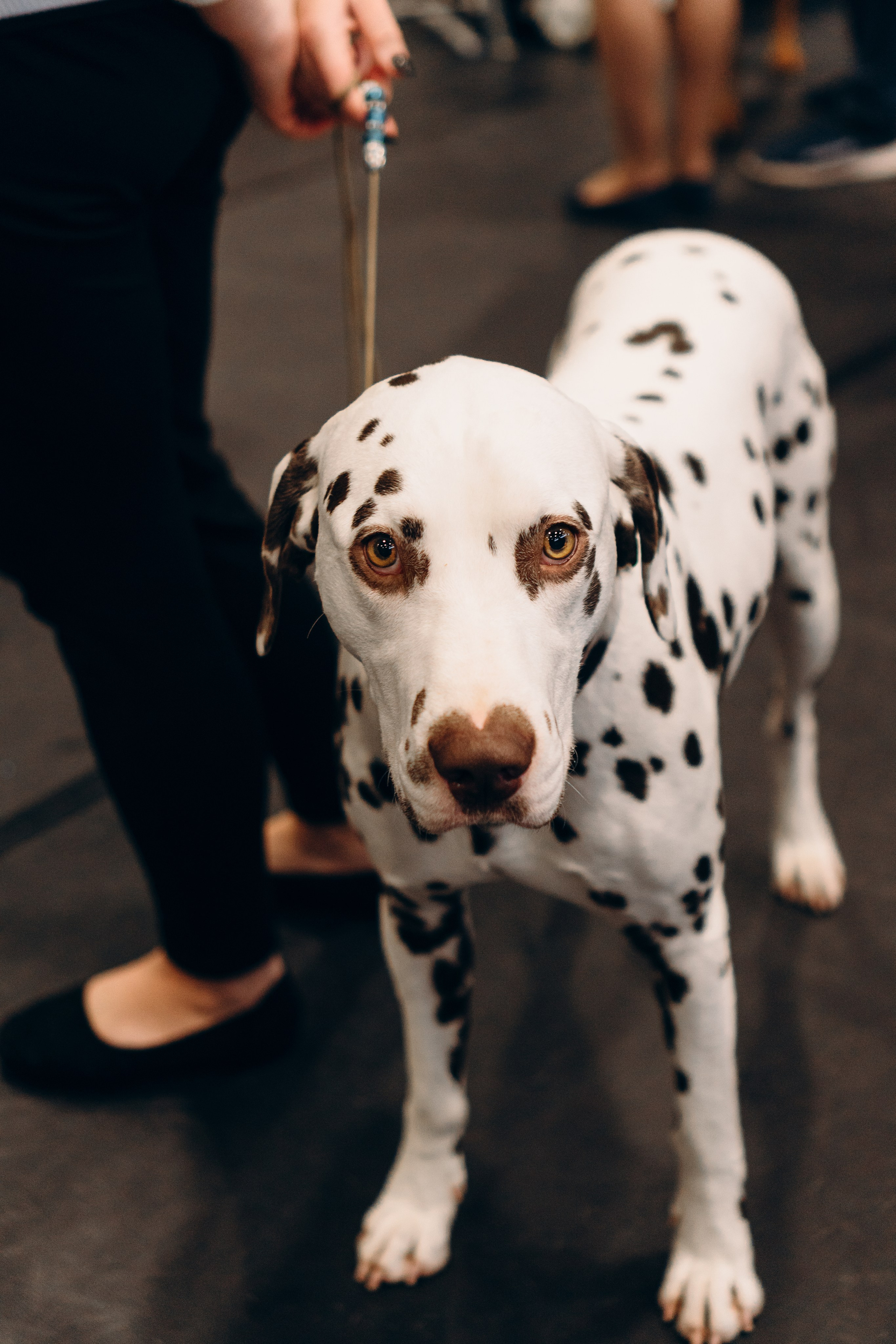 Pärnu dog weekend photo report. Kat Laisaar — Pet photographer in Tallinn