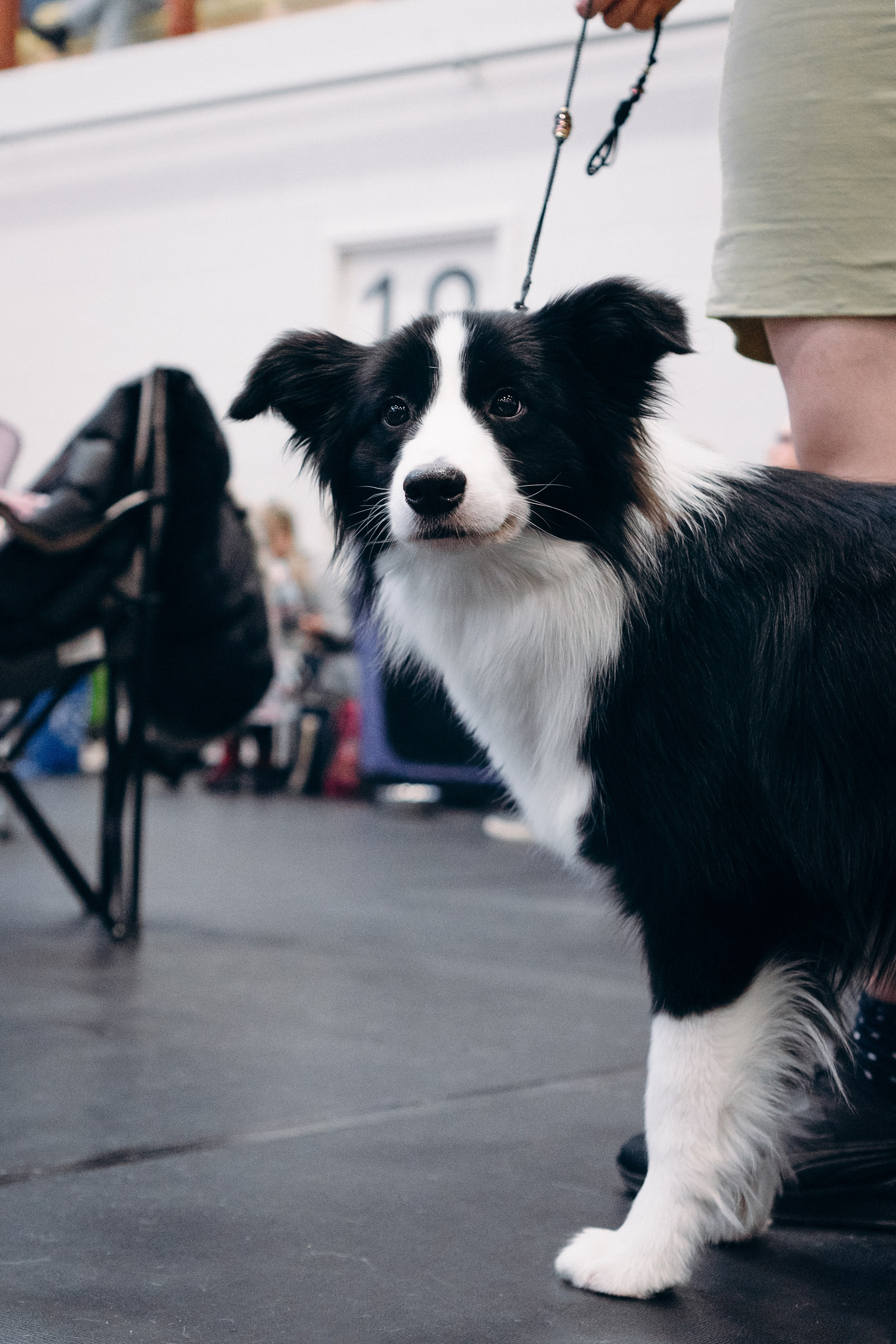 Pärnu dog weekend photo report. Kat Laisaar — Pet photographer in Tallinn