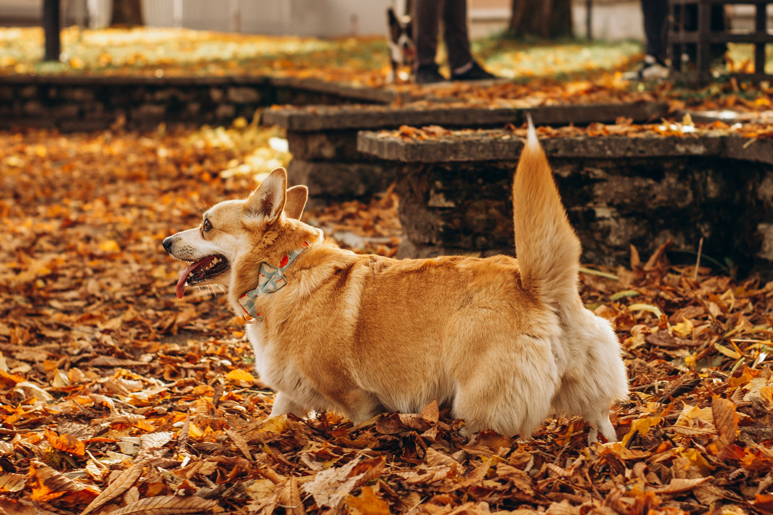 Corgi party, october. Kat Laisaar — Pet photographer in Tallinn