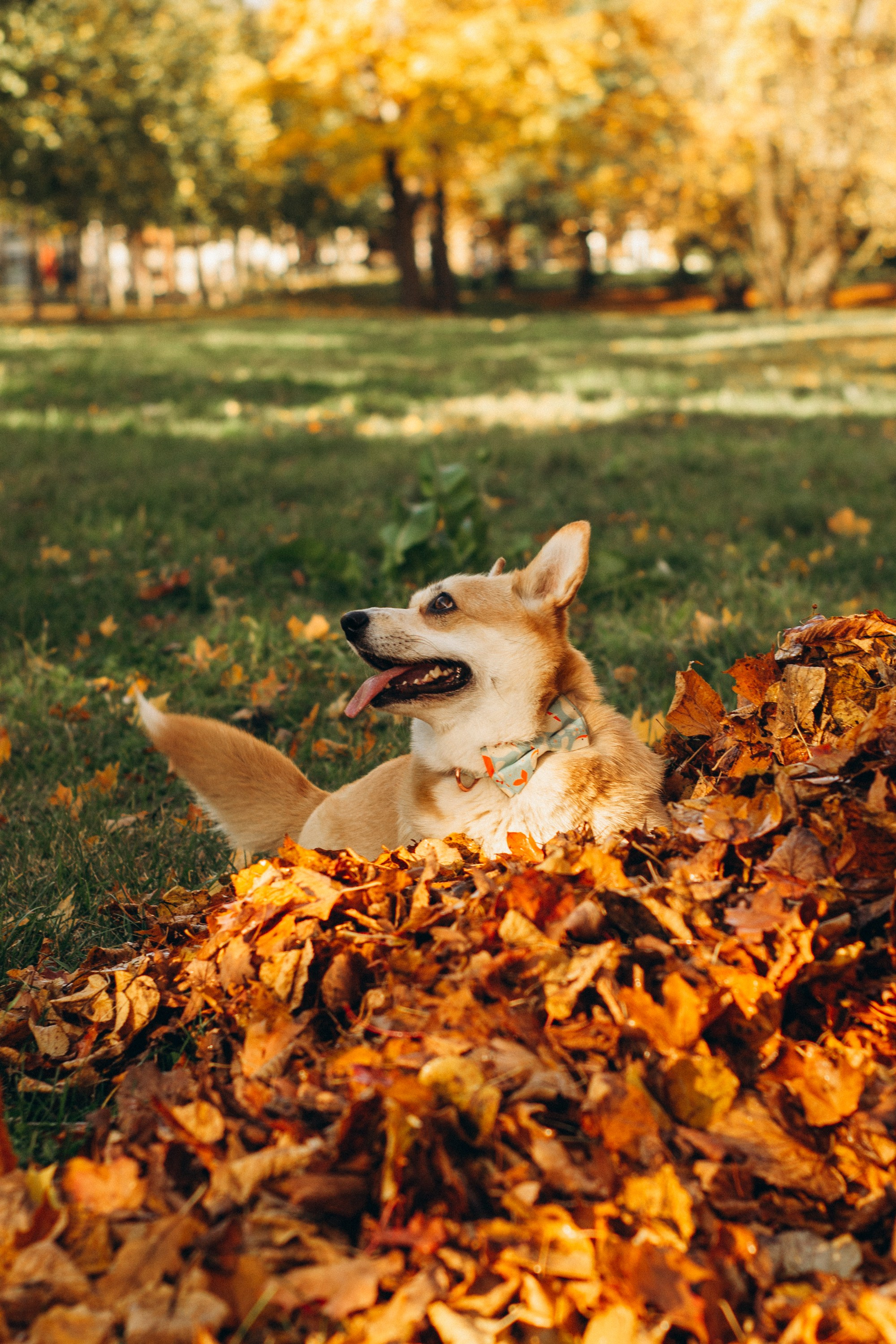 Irina and her Teffy, Pembroke Welsh Corgi. Kat Laisaar — Pet photographer in Tallinn