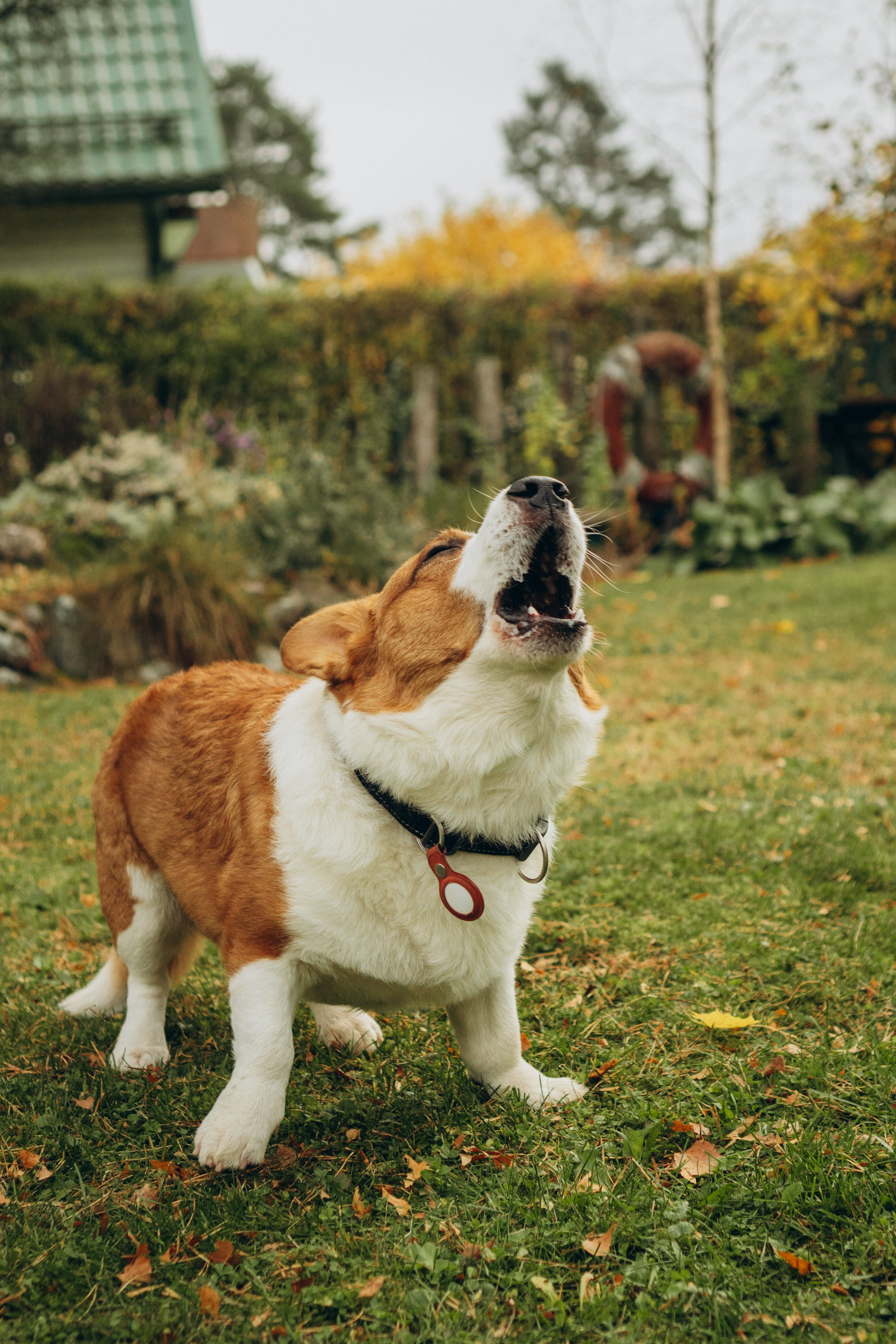 Jelena and her Sandy, Pug and Katja and her Safiir, Cardigan Welsh Corgi. Kat Laisaar — Pet photographer in Tallinn