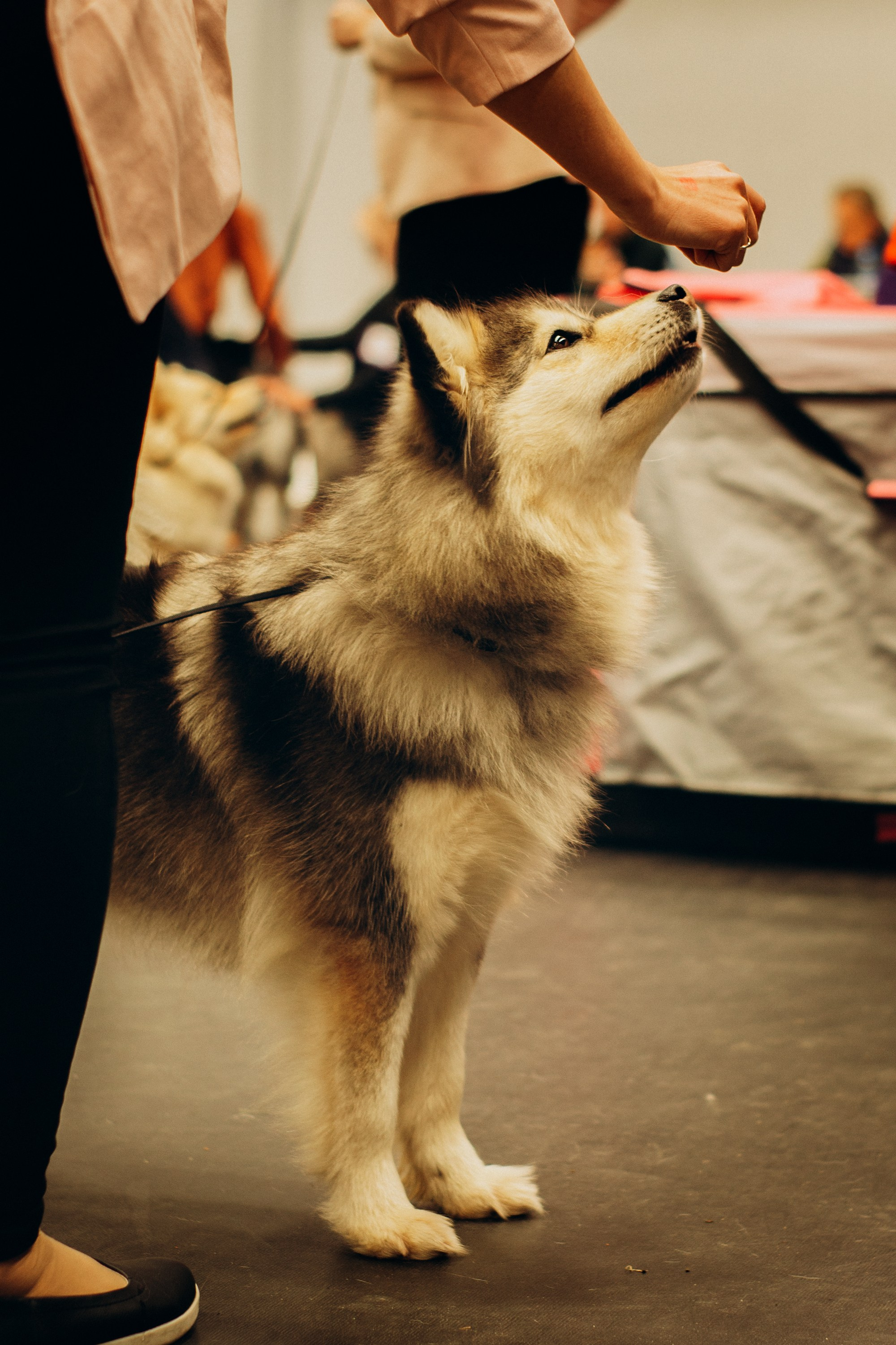 Rakvere Dog Show. Kat Laisaar — Pet photographer in Tallinn