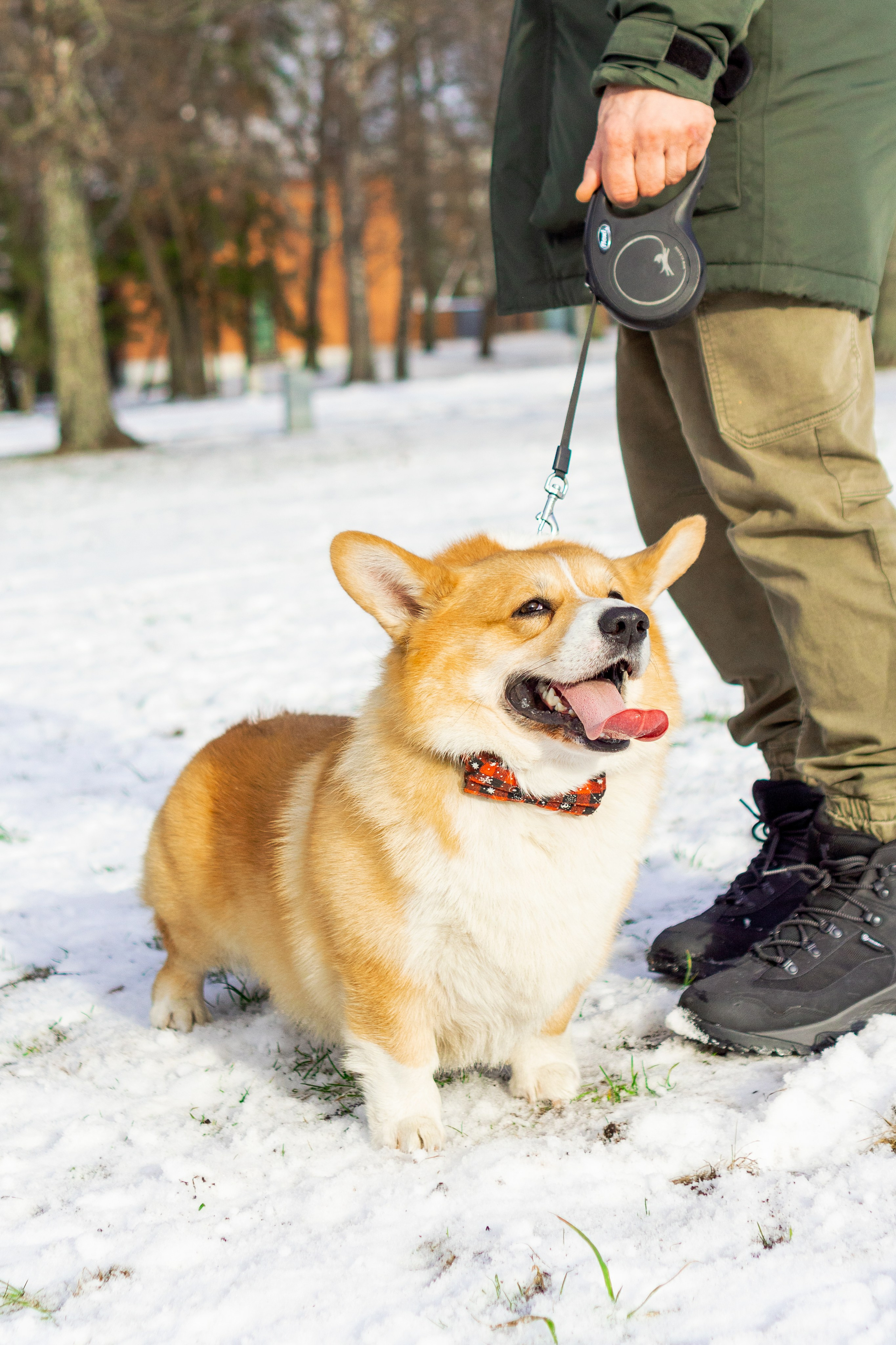 Corgi party, 23 feb. 2025. Kat Laisaar — Pet photographer in Tallinn