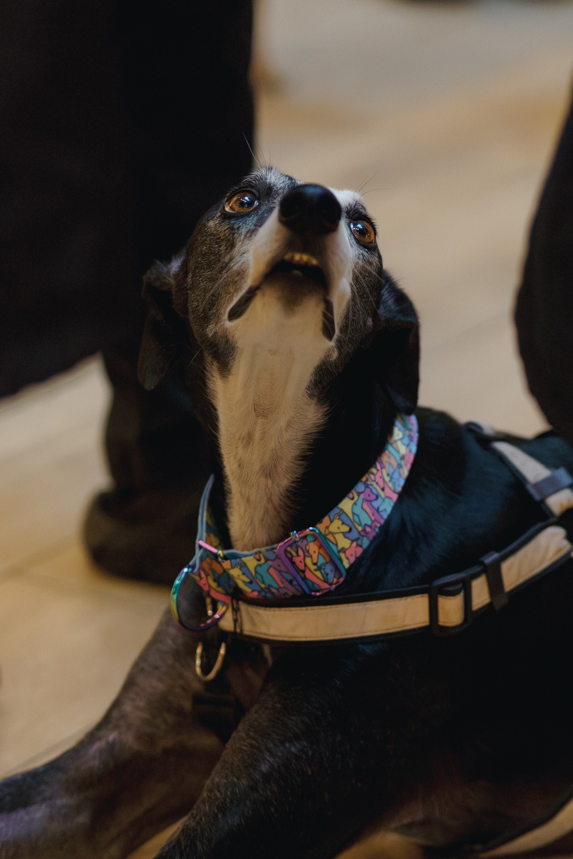 GalgoTreff / Solaris keskus 16 november. Kat Laisaar — Pet photographer in Tallinn