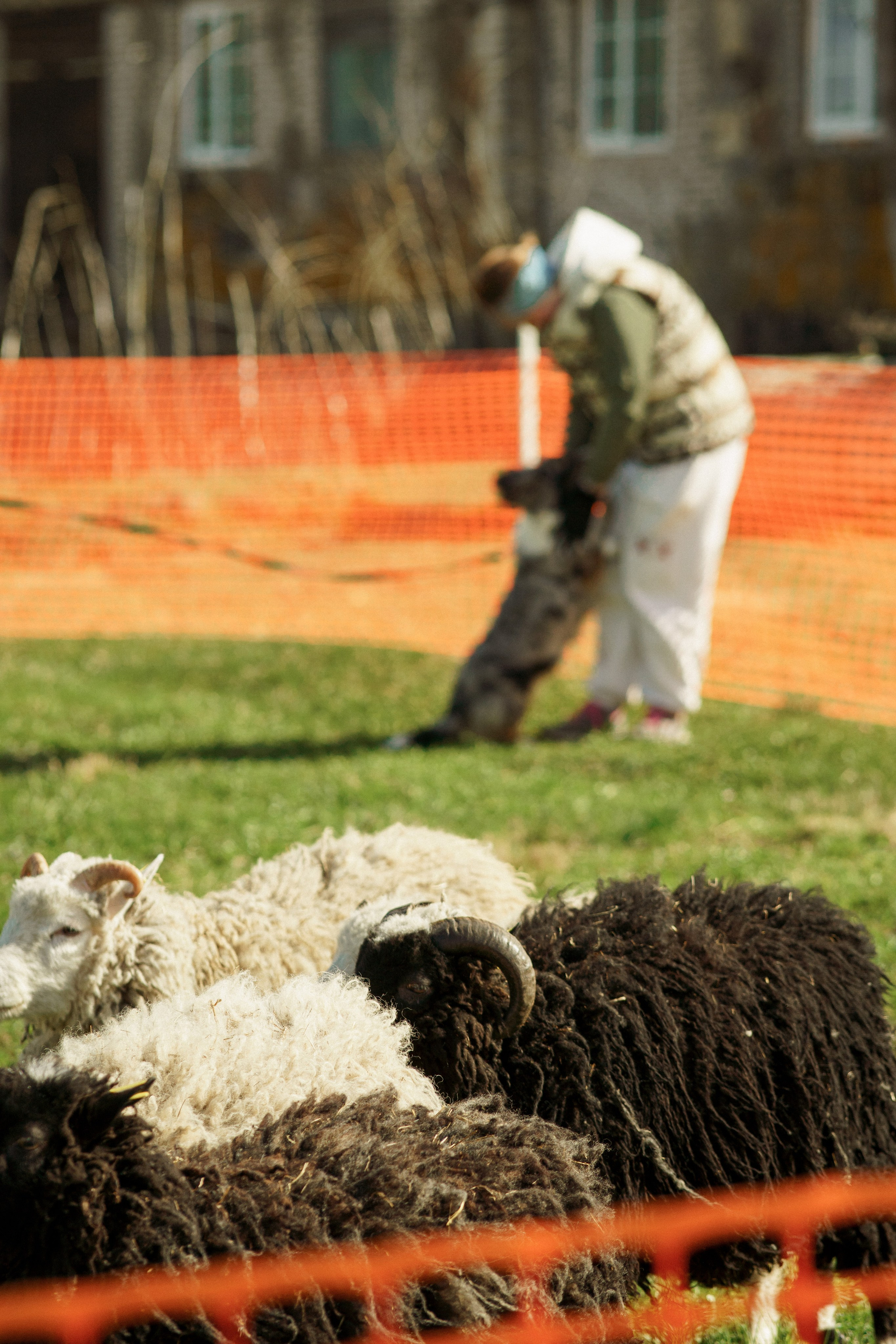 Herding Days, 26 apr. 2025. Kat Laisaar — Pet photographer in Tallinn