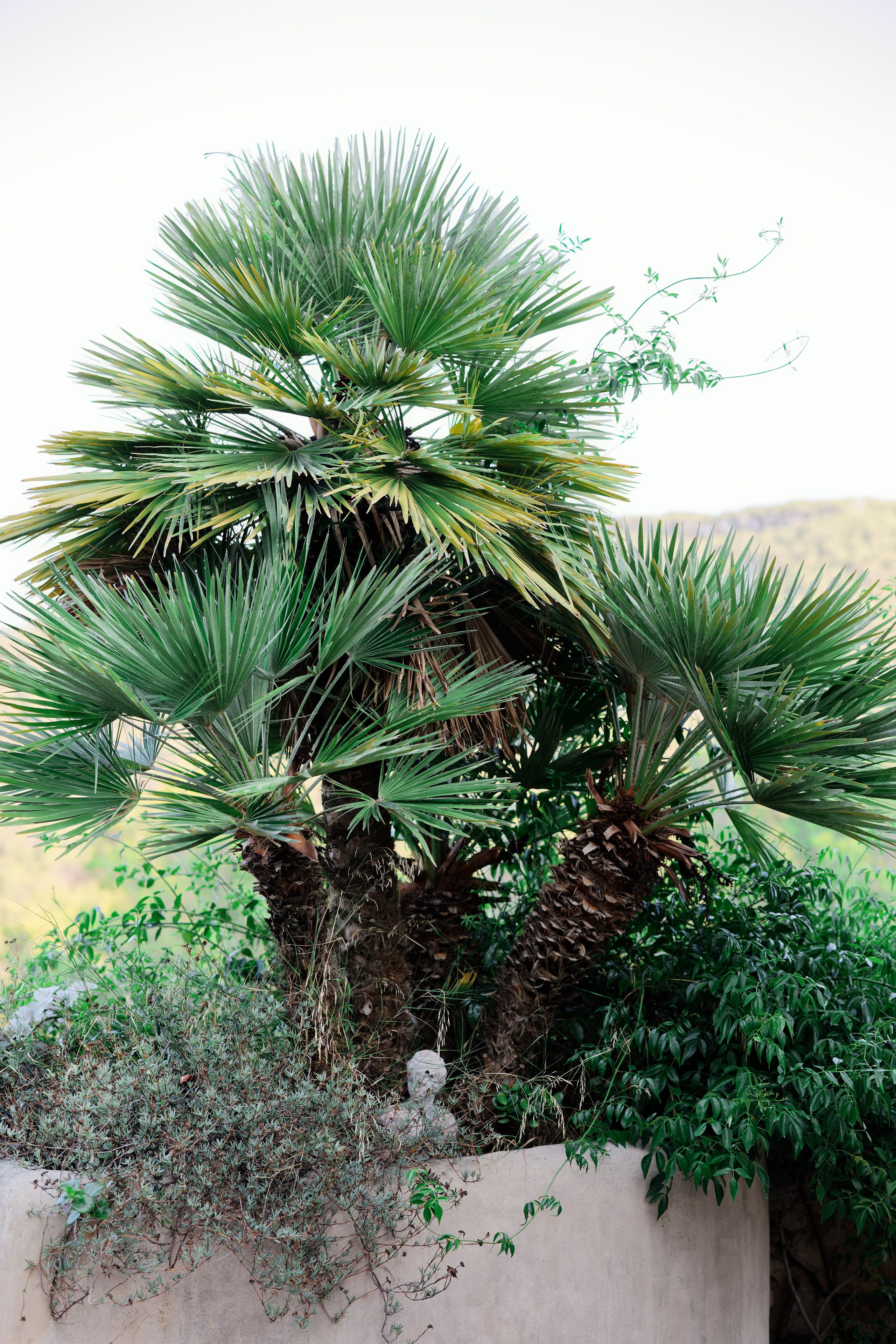 Haldi Ceremony & Mehndi Night & pre-wedding dinner, Barcelona