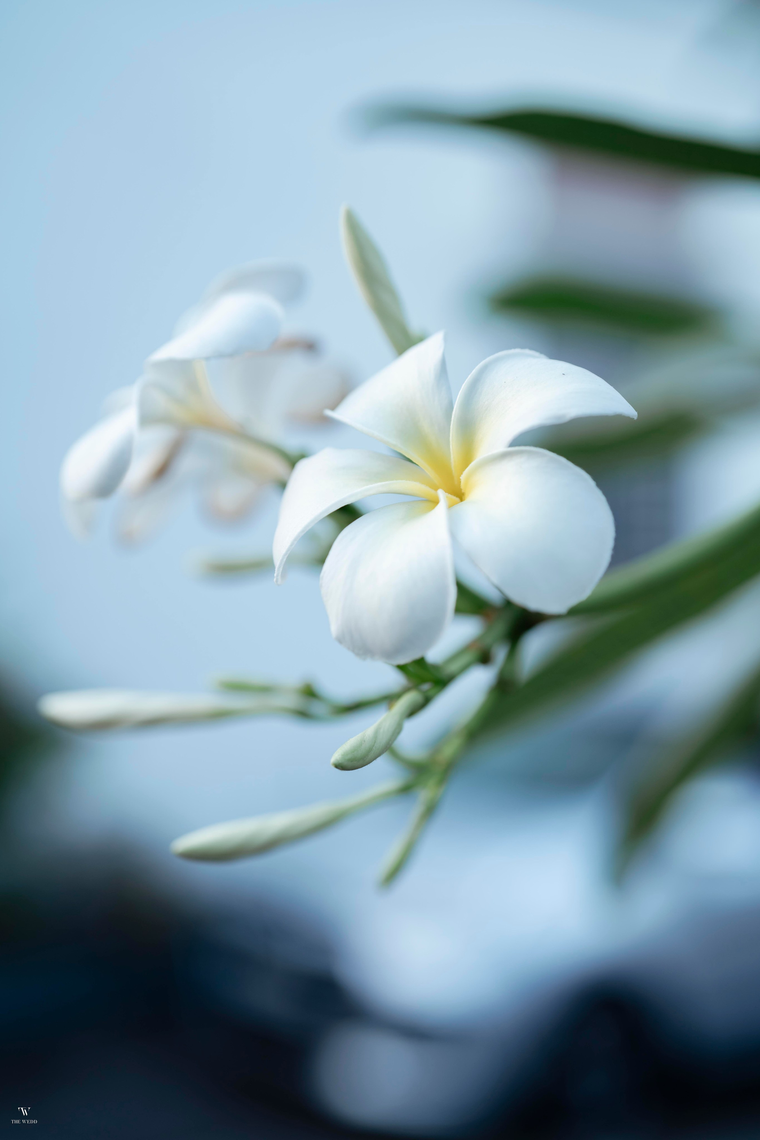 NGHIA & NGOC. WEDDING PHOTOGRAPHER IN VIETNAM