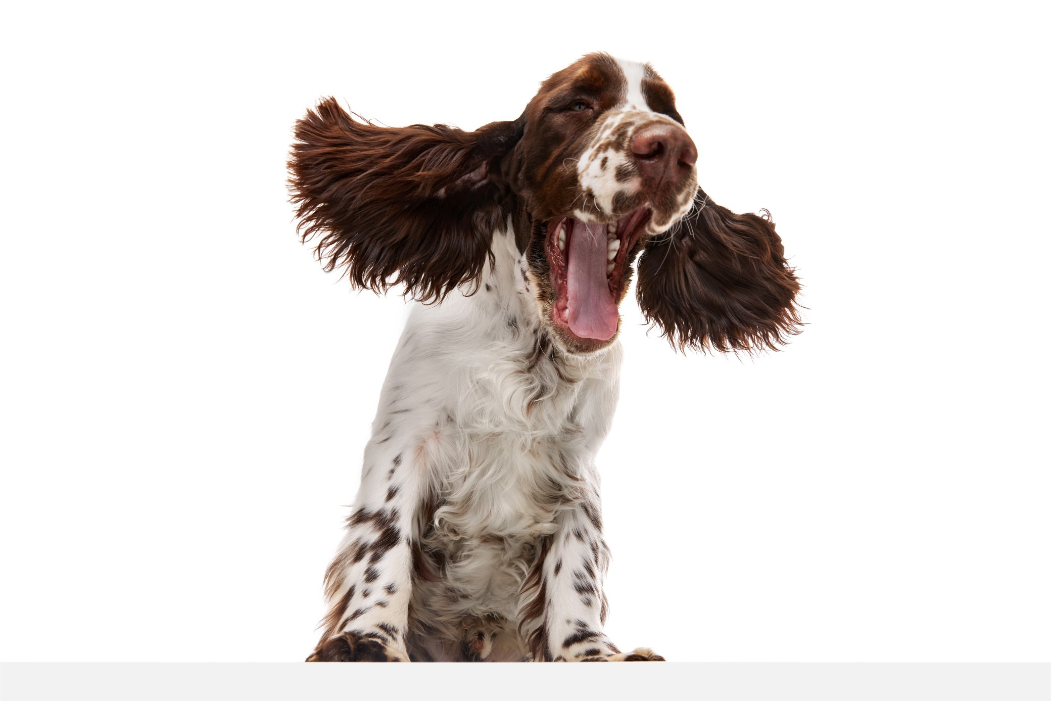 Photo of springer spaniel on a white background