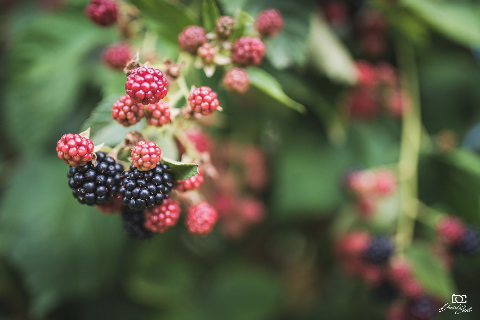 Peisaj /natura. Daniel Criste Fotograf