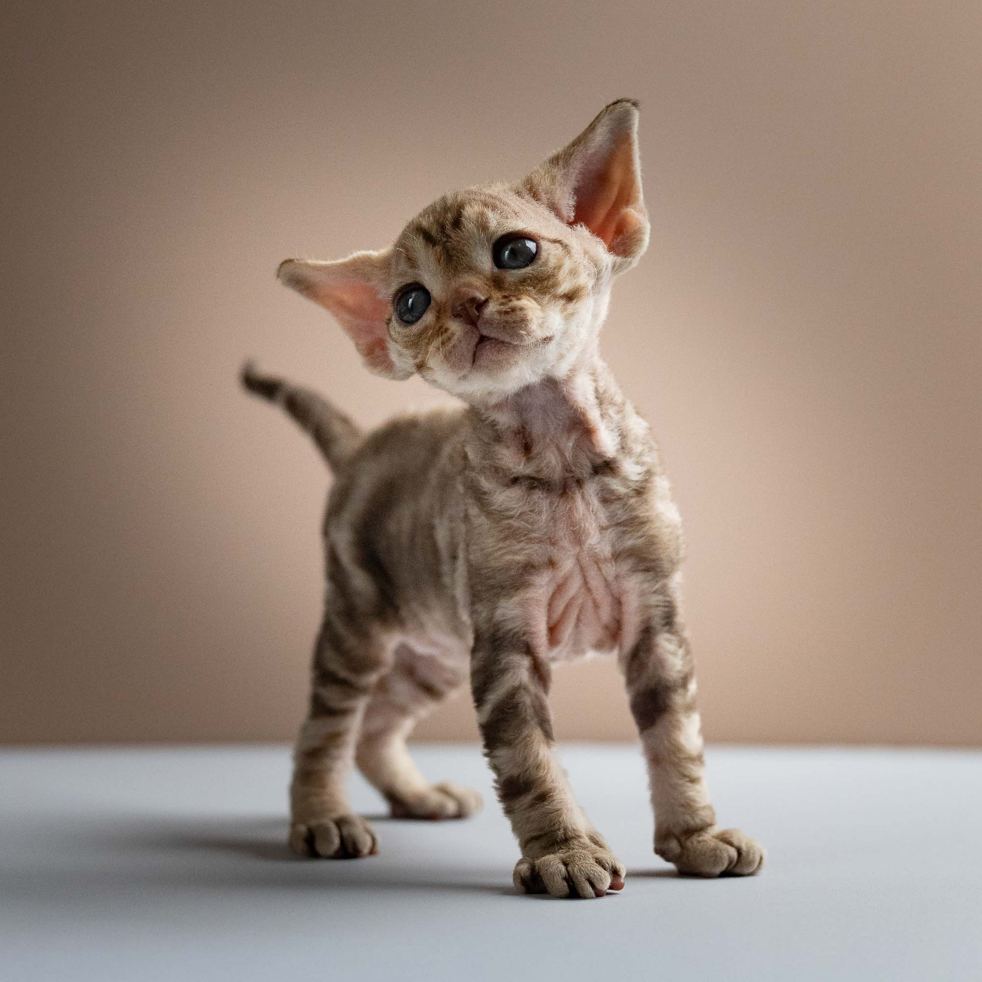 Sirius, boy, born 05.15.26. Devon Rex Pixie Cattery