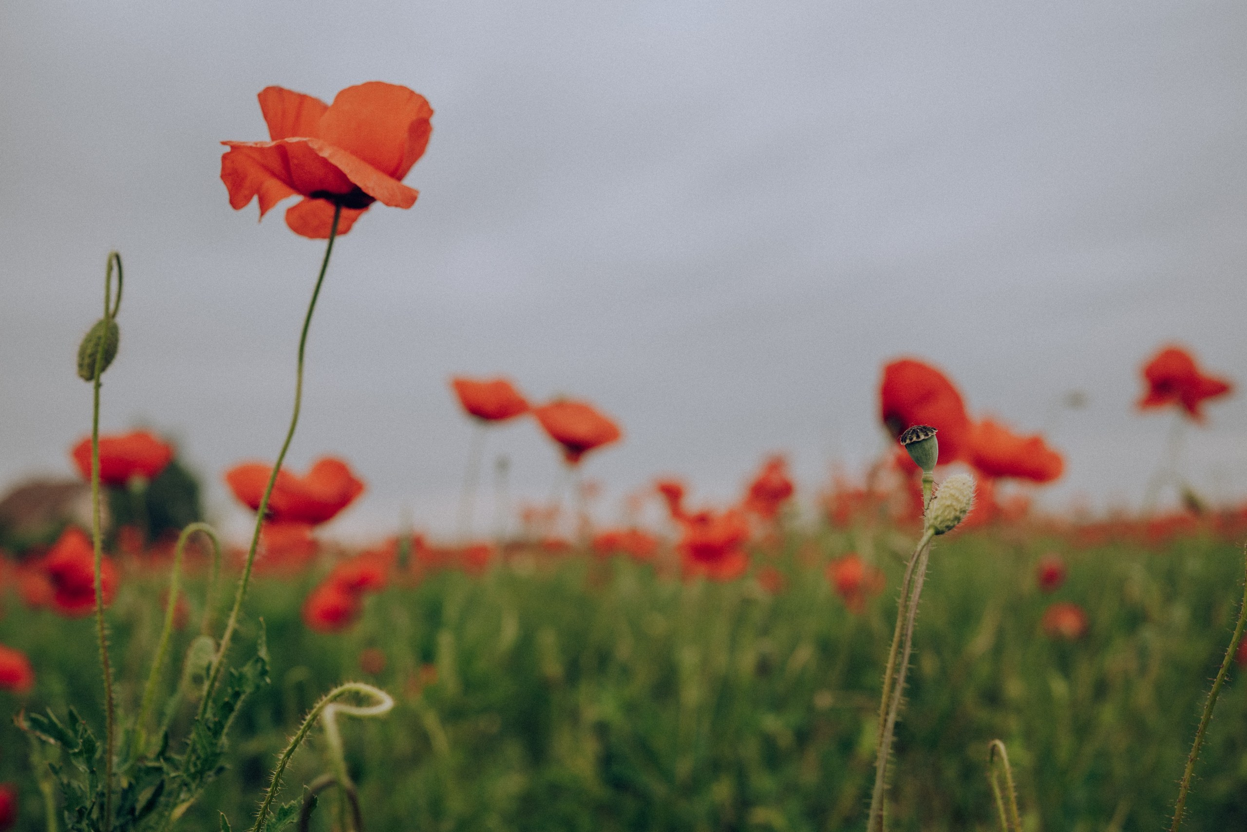 Yulia. Семейный фотограф. Сербия. Нови-Сад. Белград