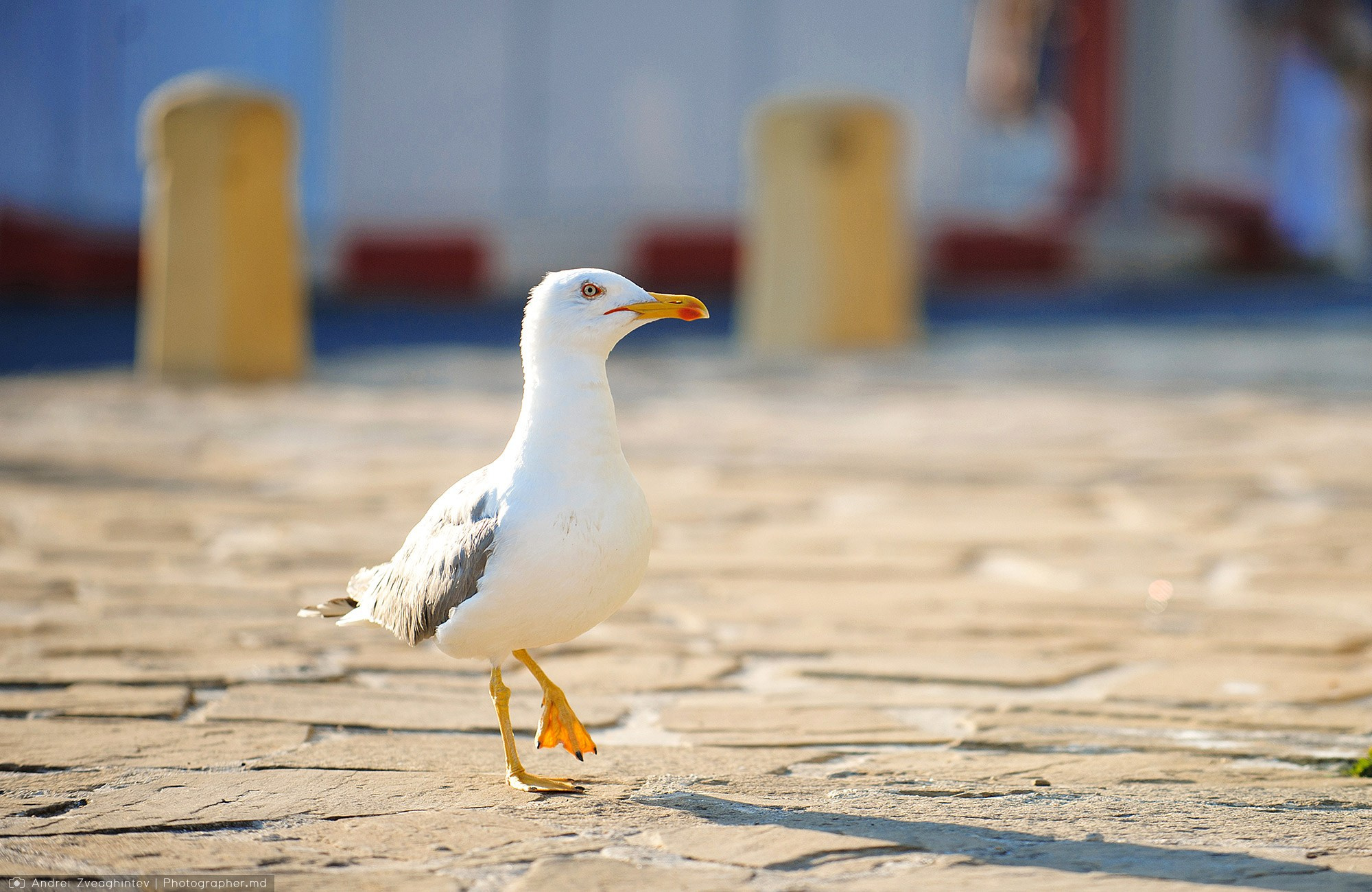 Fotograf natura in Moldova - Andrei Zveaghintev. Fotograf nunta si familie in Moldova, Chisinau - Andrei Zveaghintev