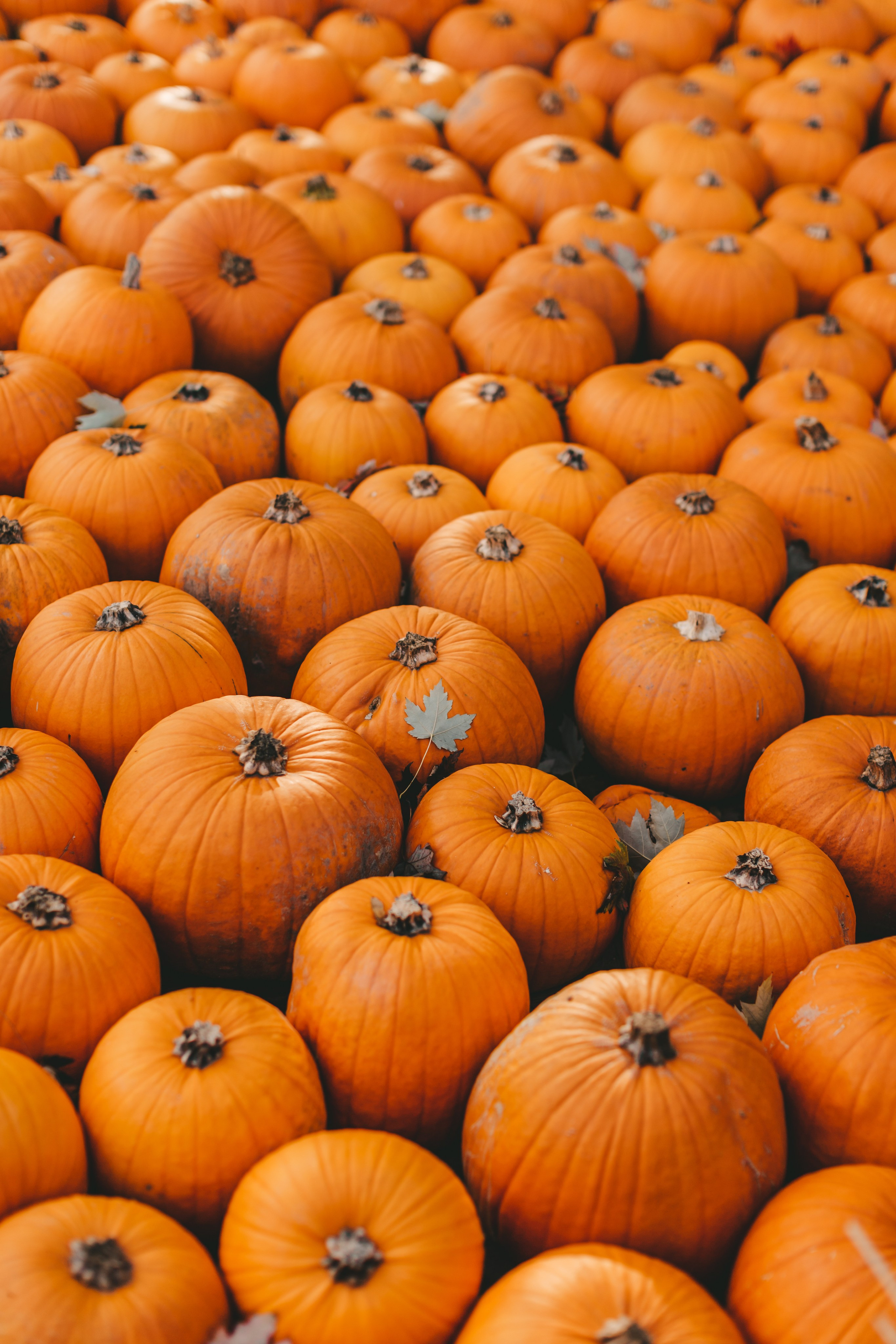 Фестиваль тыкв в Людвигсбурге. Фотограф в Германии — Мария Чистякова