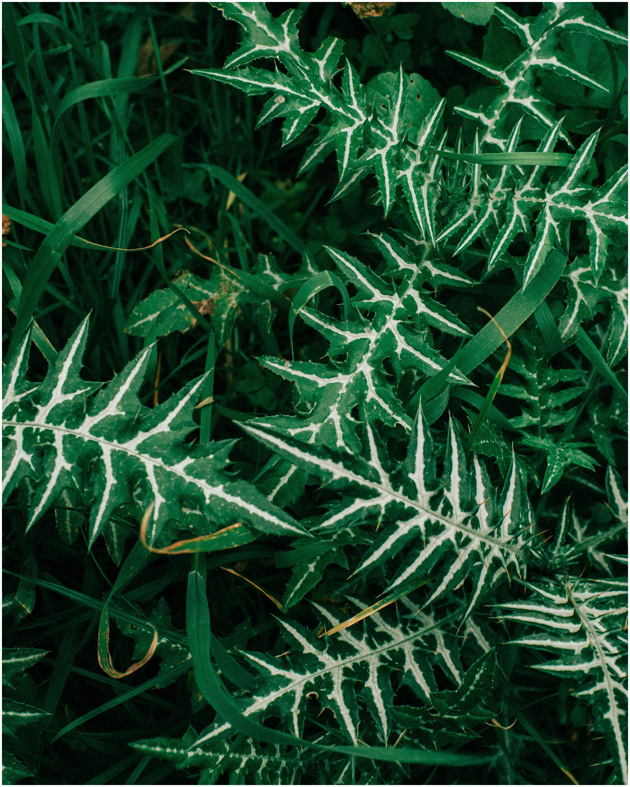 PALERMO. Photographer Inna Mendelson