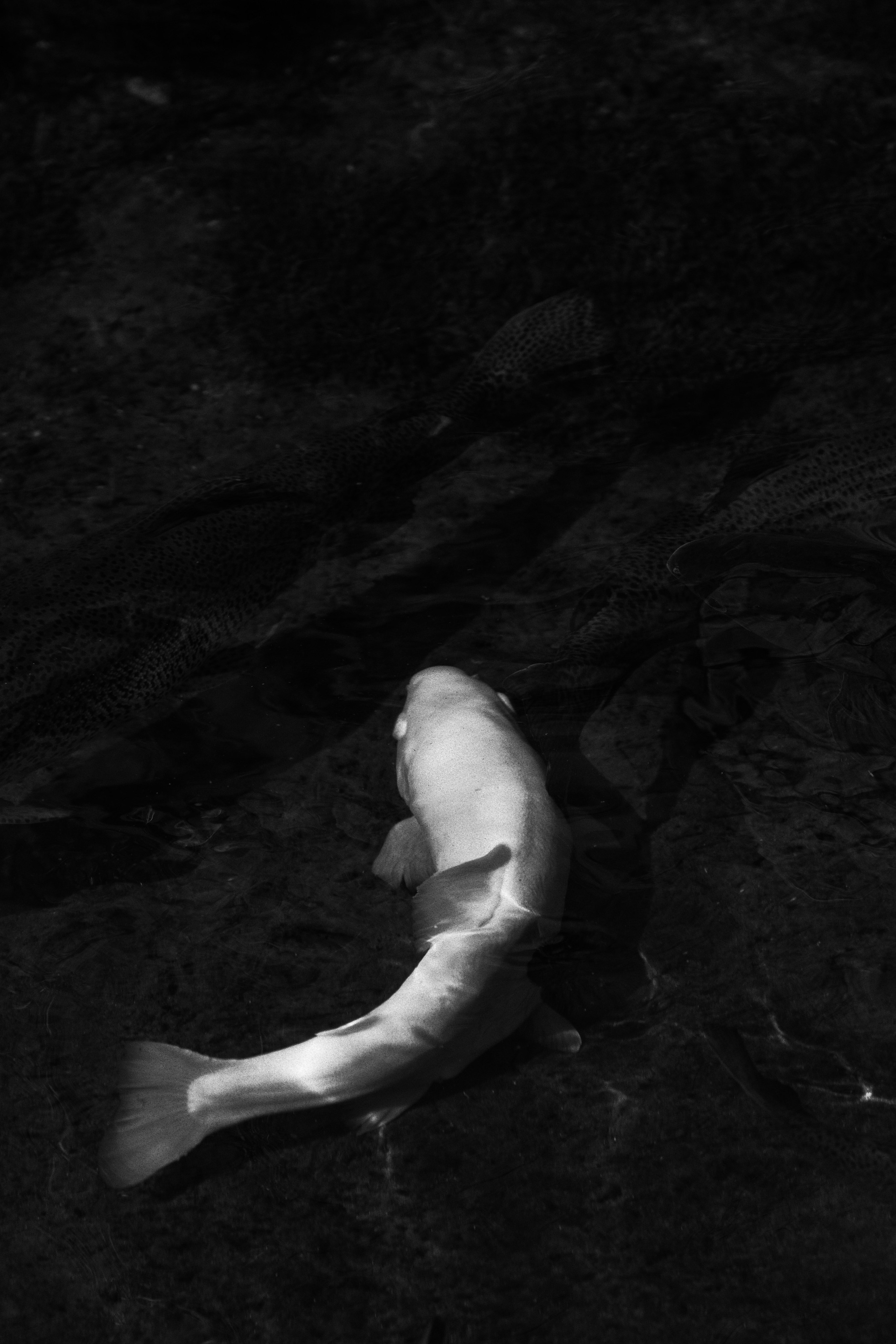 Japan. Artjom Kutuzov Photography