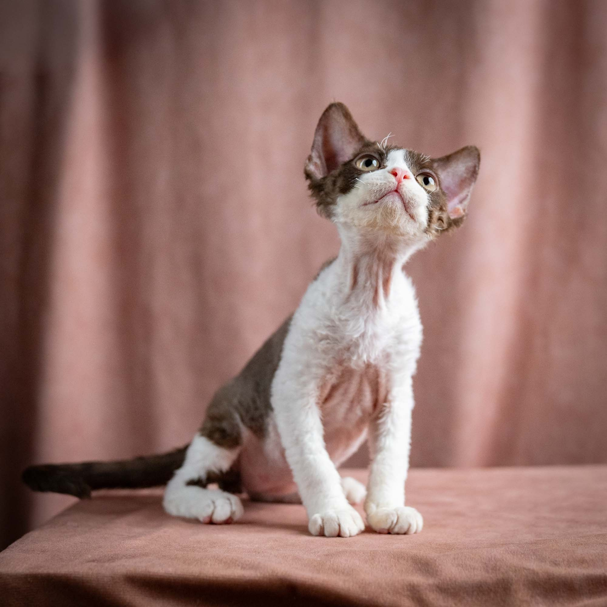 Pascal, boy, born 02.11.26. Devon Rex Pixie Cattery