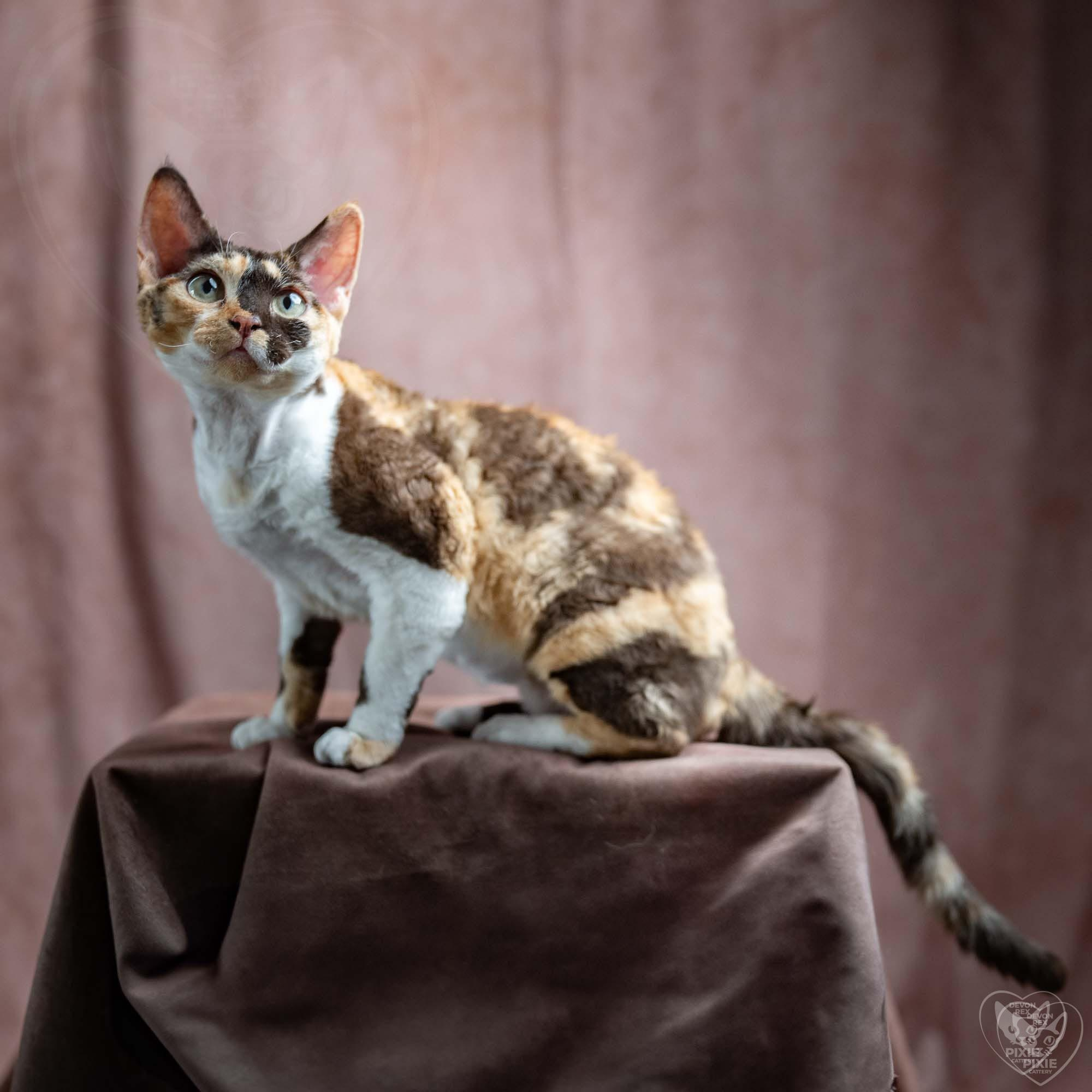 Dottie, girl, born on 06.06.24 NOT AVAILABLE. Devon Rex Pixie Cattery
