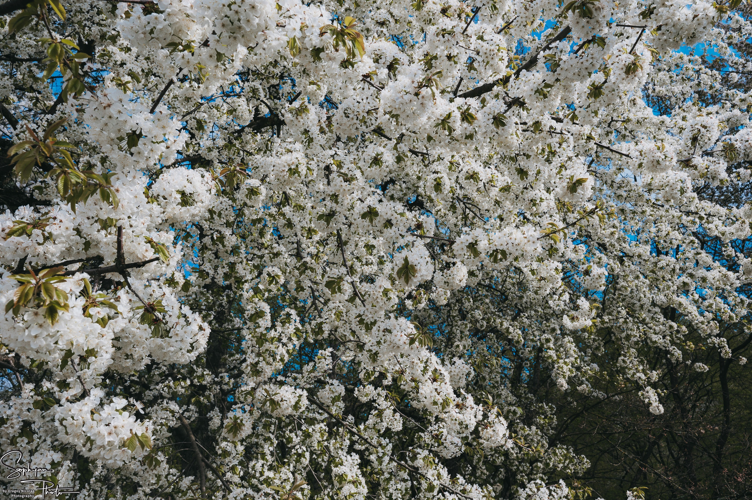 Sedinta foto save the date Andreea&Andrei