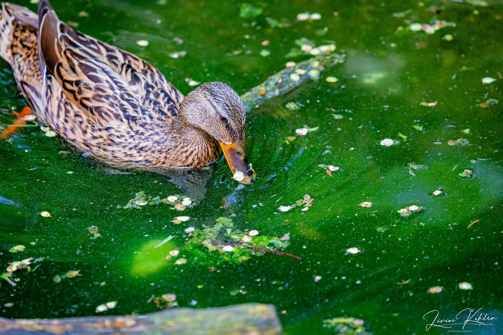 Wildpark Bad Mergentheim. FOTO KREATIV