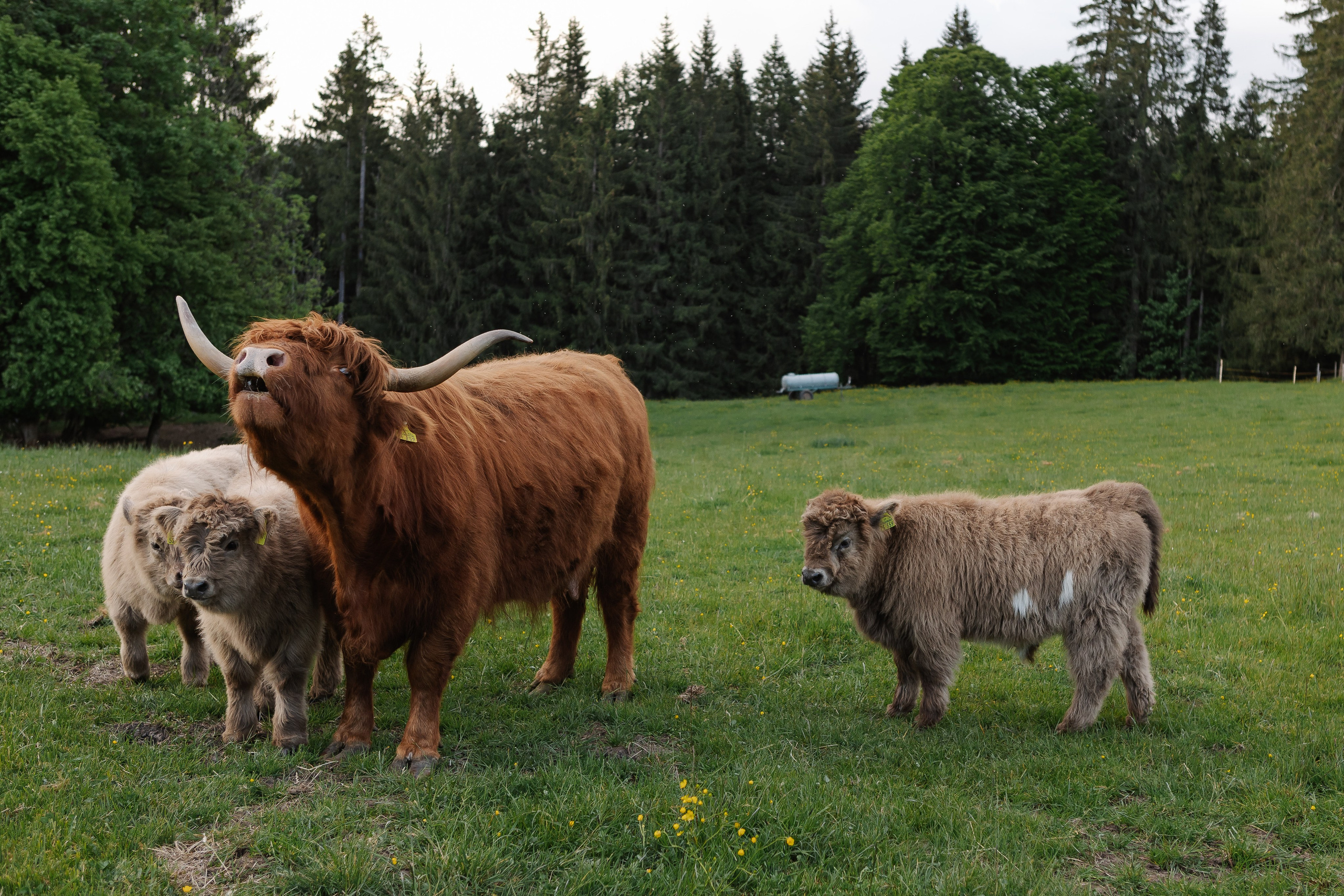Reportage-Shooting. Fotografin Larysa Chepurko| Füssen| Garmisch-Partenkirchen| Weilheim| Schongau| Murnau| München | Hochzeitsfotograf Füssen | Larysa Photo