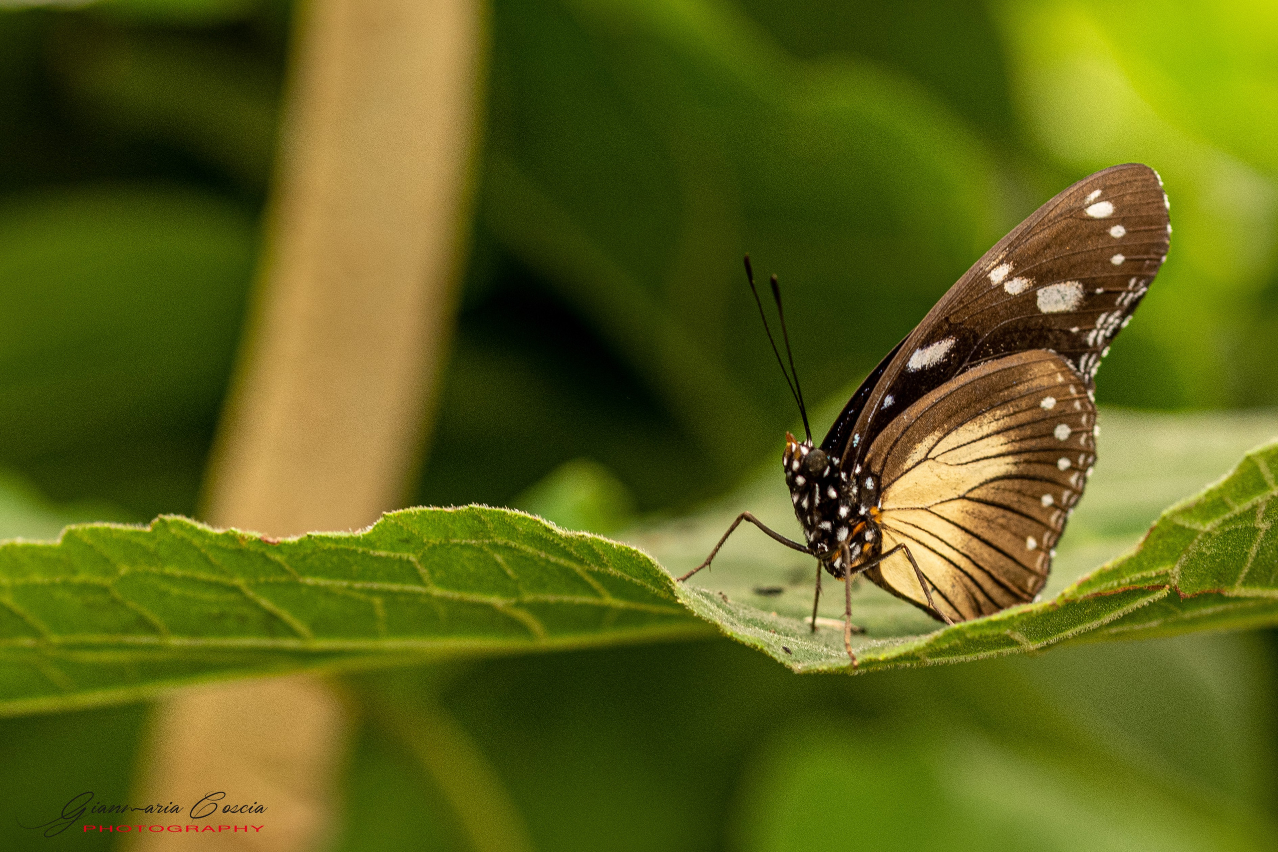 Farfalle. “Gianmaria Coscia fotografo per passione”